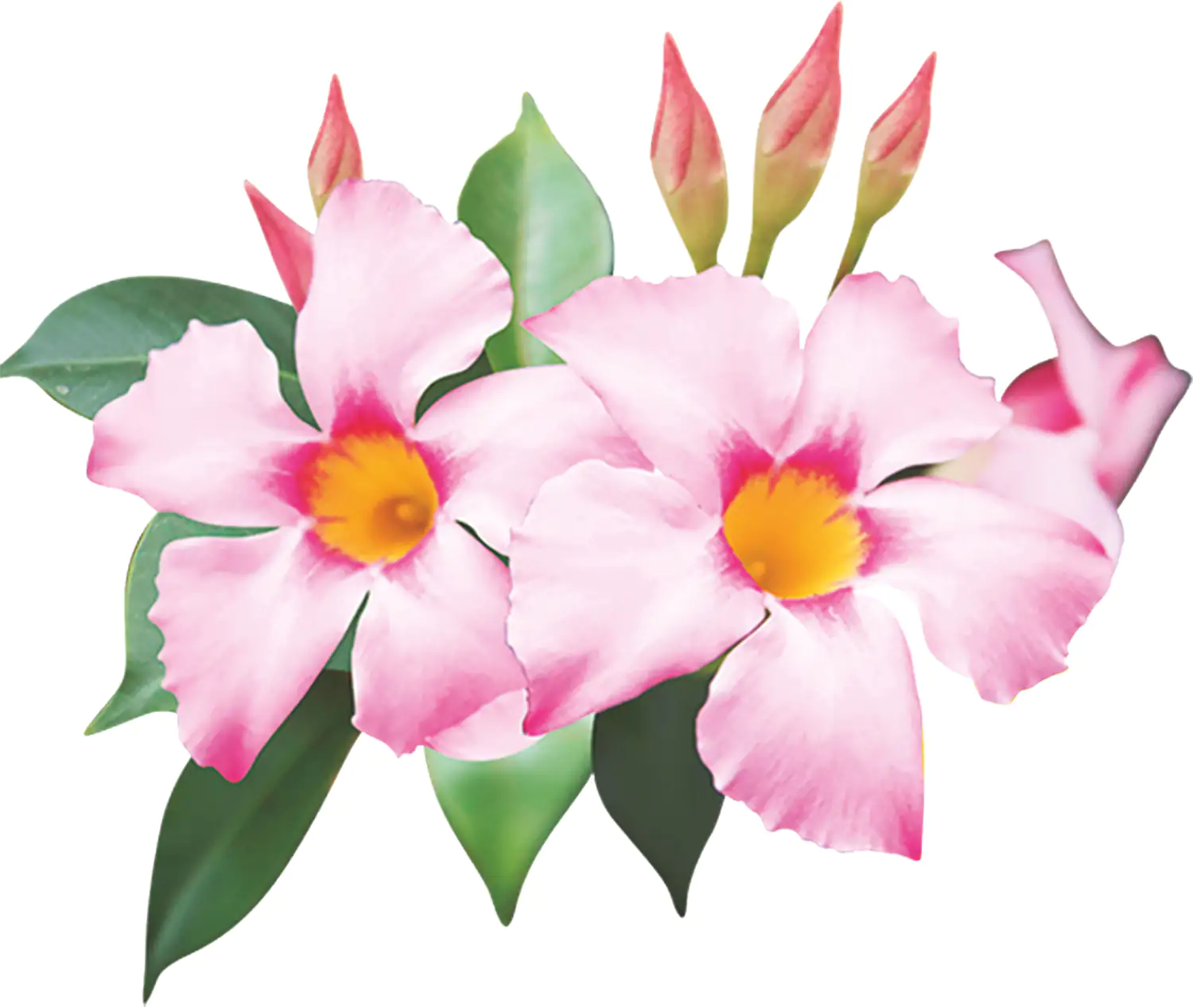 Mandevilla Dipladenia 9 cm Topf