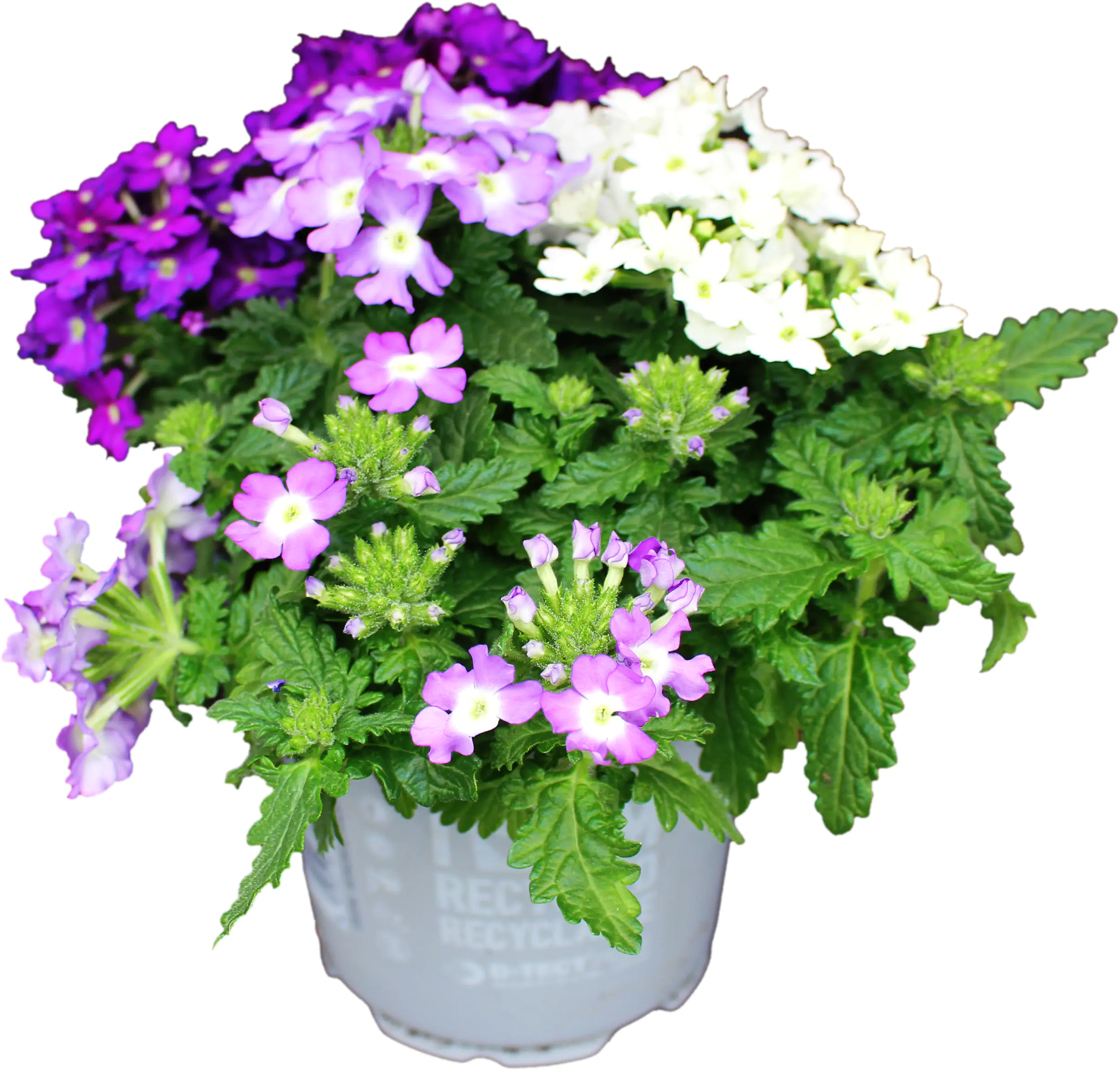 Verbena Eisenkraut dreifarbig 12 cm 