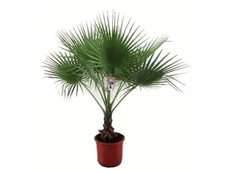 Washingtonia Robusta  Mexikanische Washingtonpalme 25 cm Topf Washingtonia Robusta  Mexikanische Washingtonpalme 25 cm Topf
