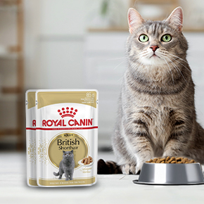 Eine Katze sitzt neben dem Katzennapf mit Nassfutter von Royal Canin.