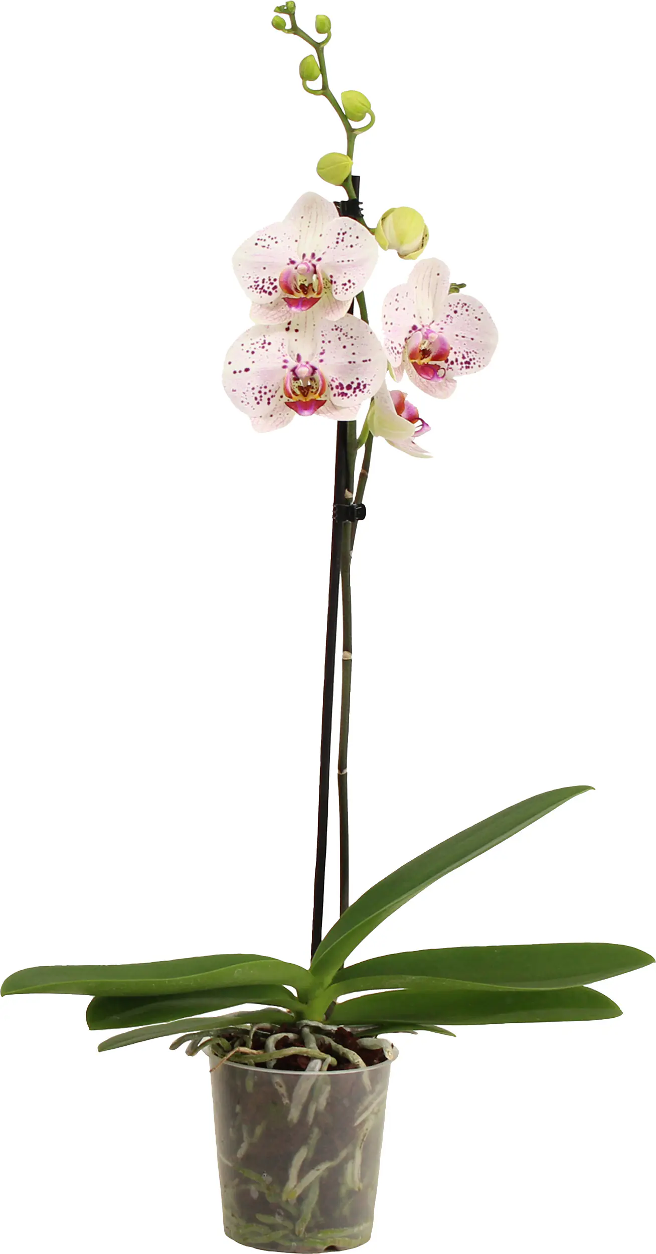 Orchidee Phalaenopsis 12 cm Topf Orchidee Phalaenopsis 12 cm Topf
