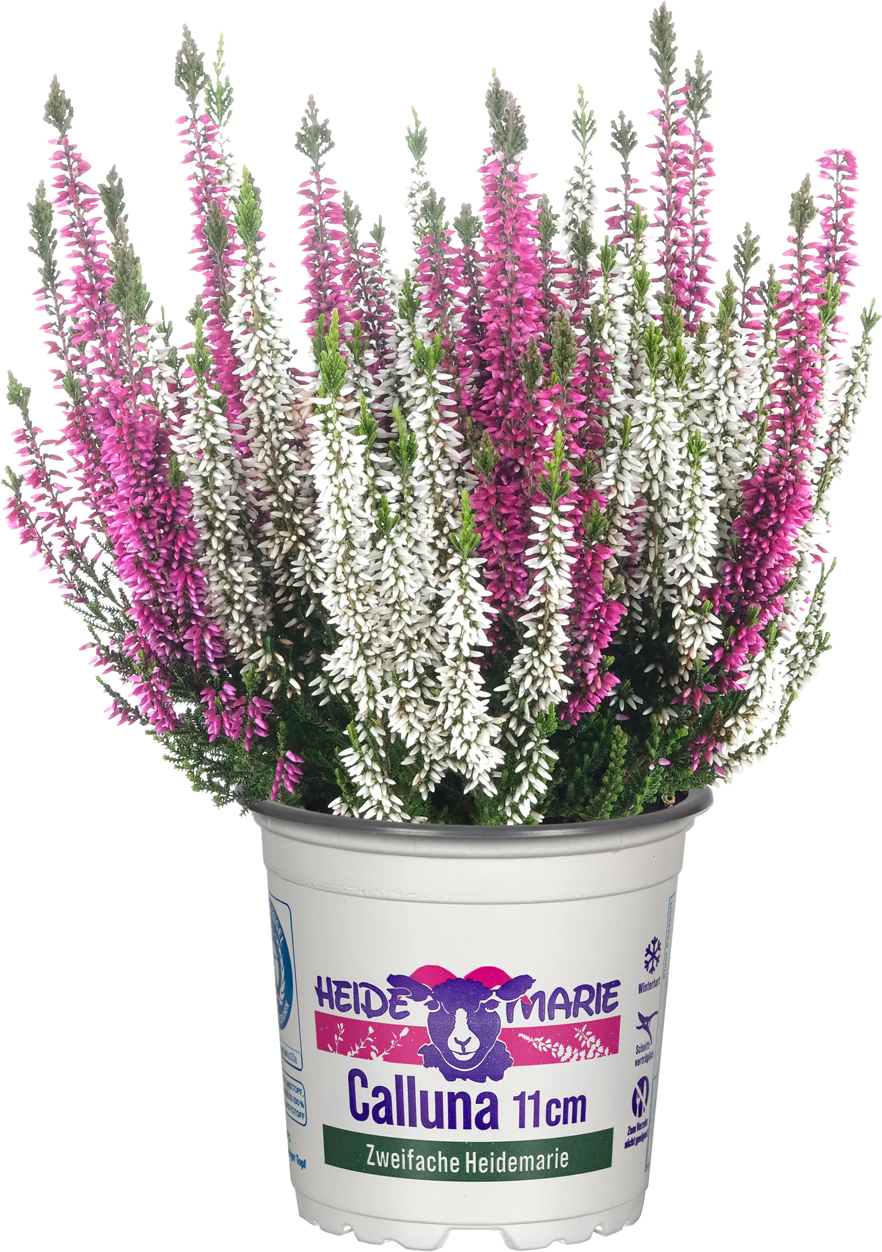 Heidemarie Calluna vulgaris die Zweifache Heidemarie®  H 12 - 15 cm P11 Container Heidemarie Calluna vulgaris die Zweifache Heidemarie®  H 12 - 15 cm P11 Container