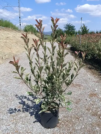 Glanzmispel weißgrün Busch 9 L, Höhe ca. 60 - 80 cm