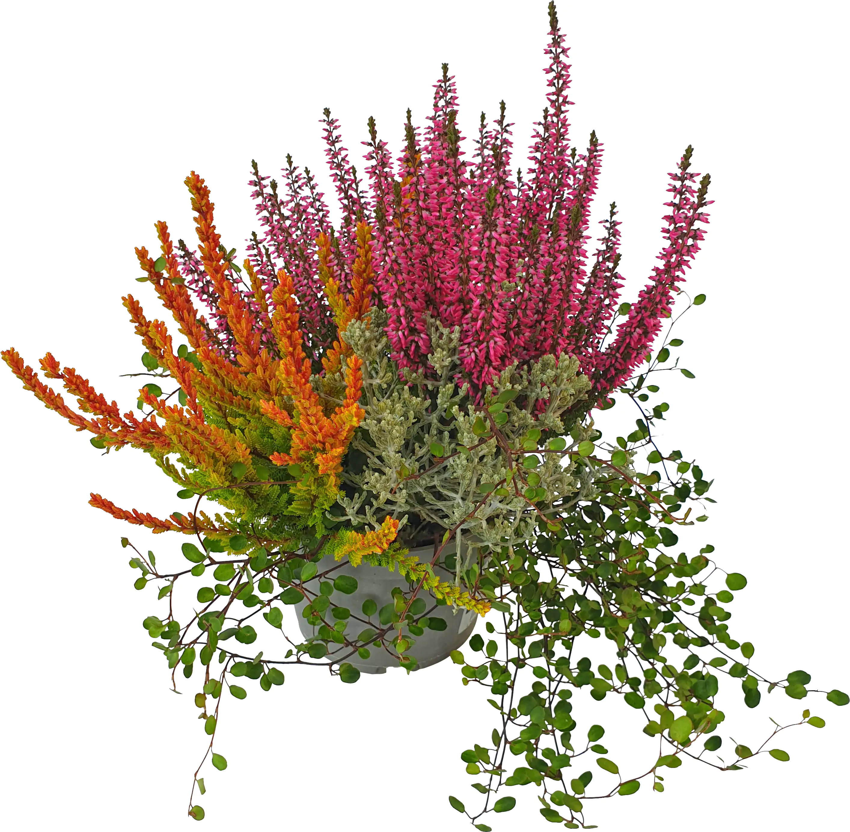 Herbsttraum Mühlenbeckia Calluna