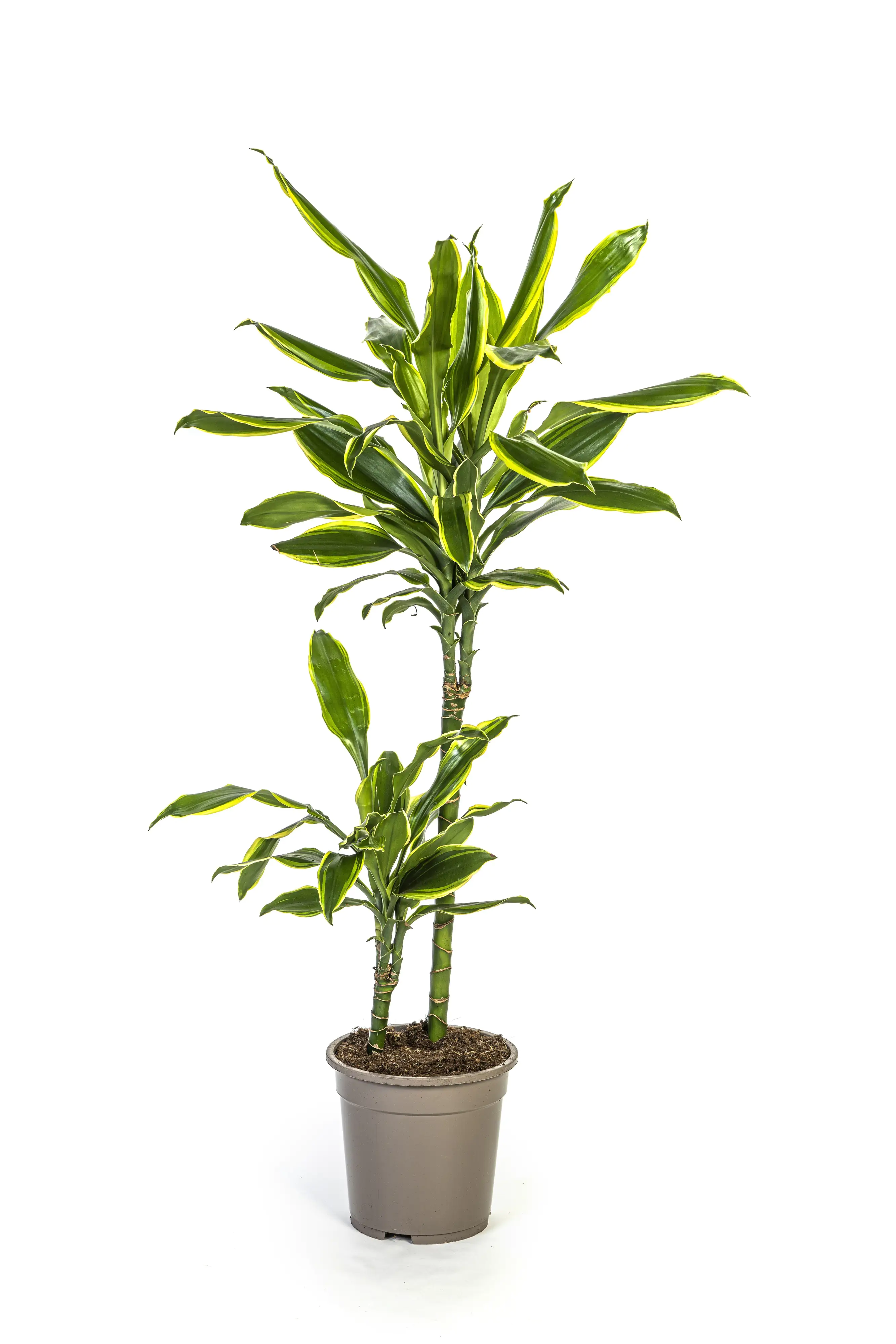 Drachenbaum Dracaena Golden Coast  H 80 cm 19 cm Topf