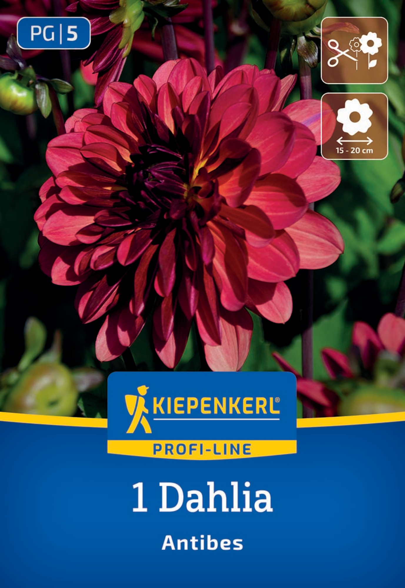 Kiepenkerl Profi-Line Frühjahrsblumenzwiebel Dekorative Dahlie Antibes 1 Stück