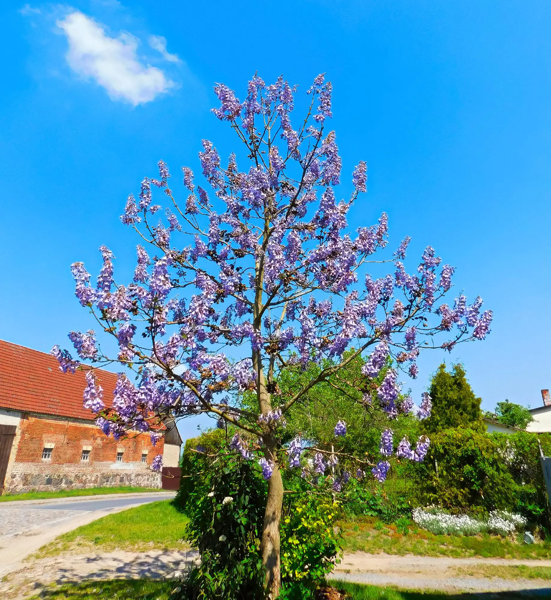 CO2 Klimaheld Blauglockenbaum 21 cm Topf