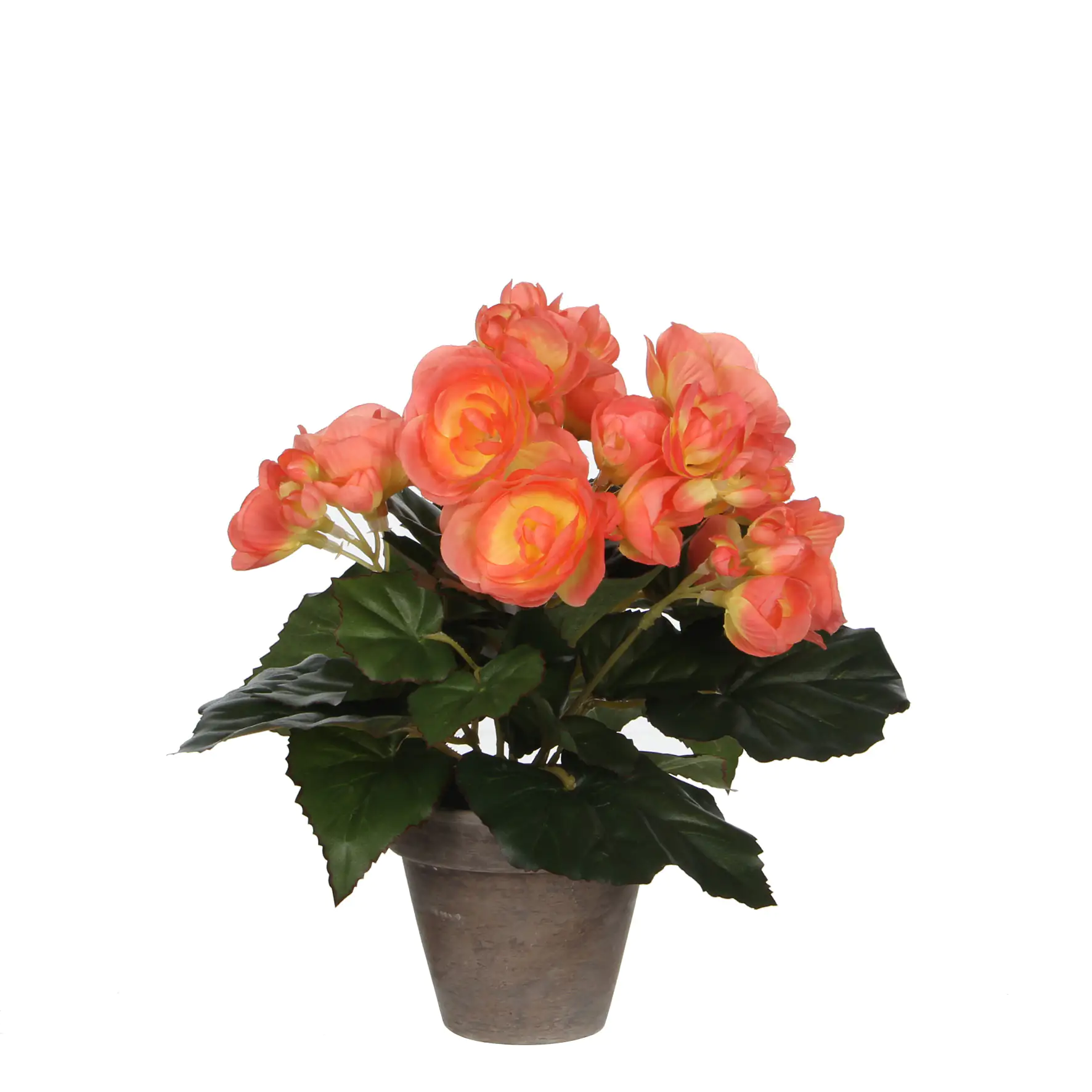 Mica Begonia im Topf lachs, 25 x 20 cm