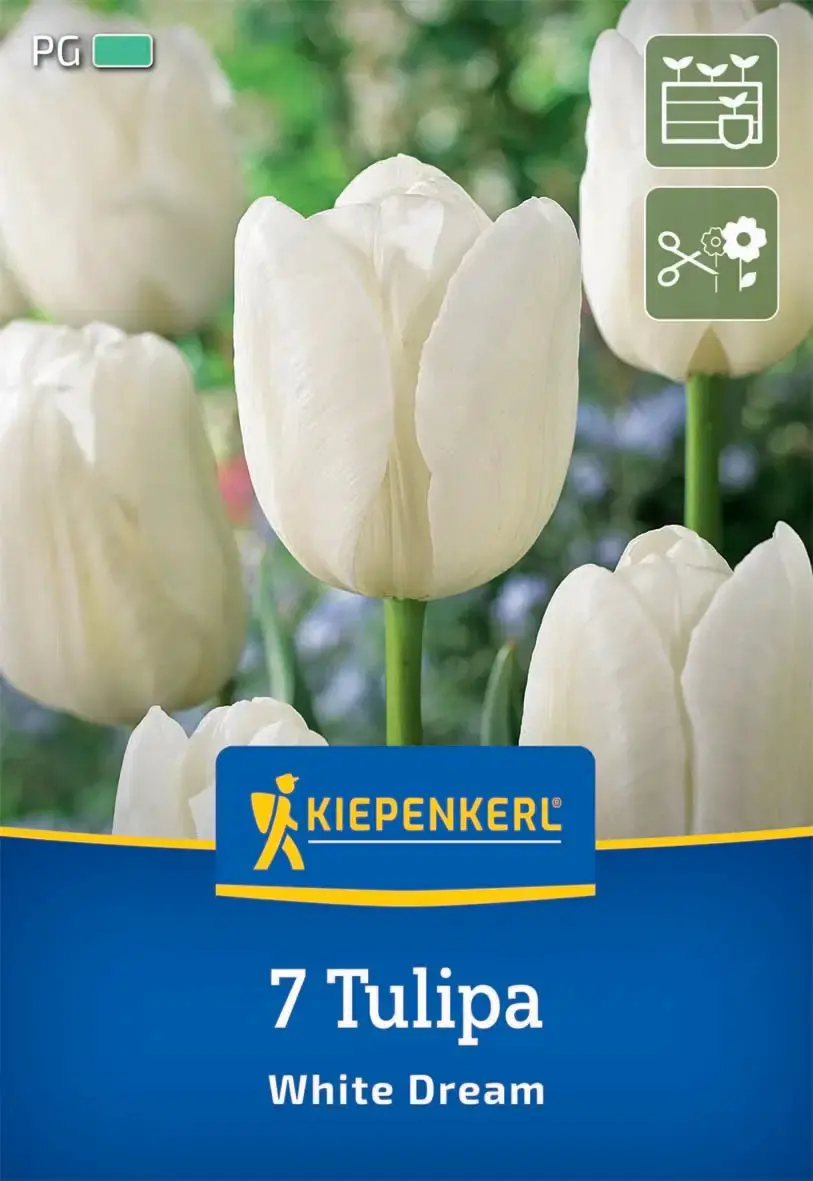 Kiepenkerl Herbstblumenzwiebel Triumph-Tulpe White Dream 7 Stück