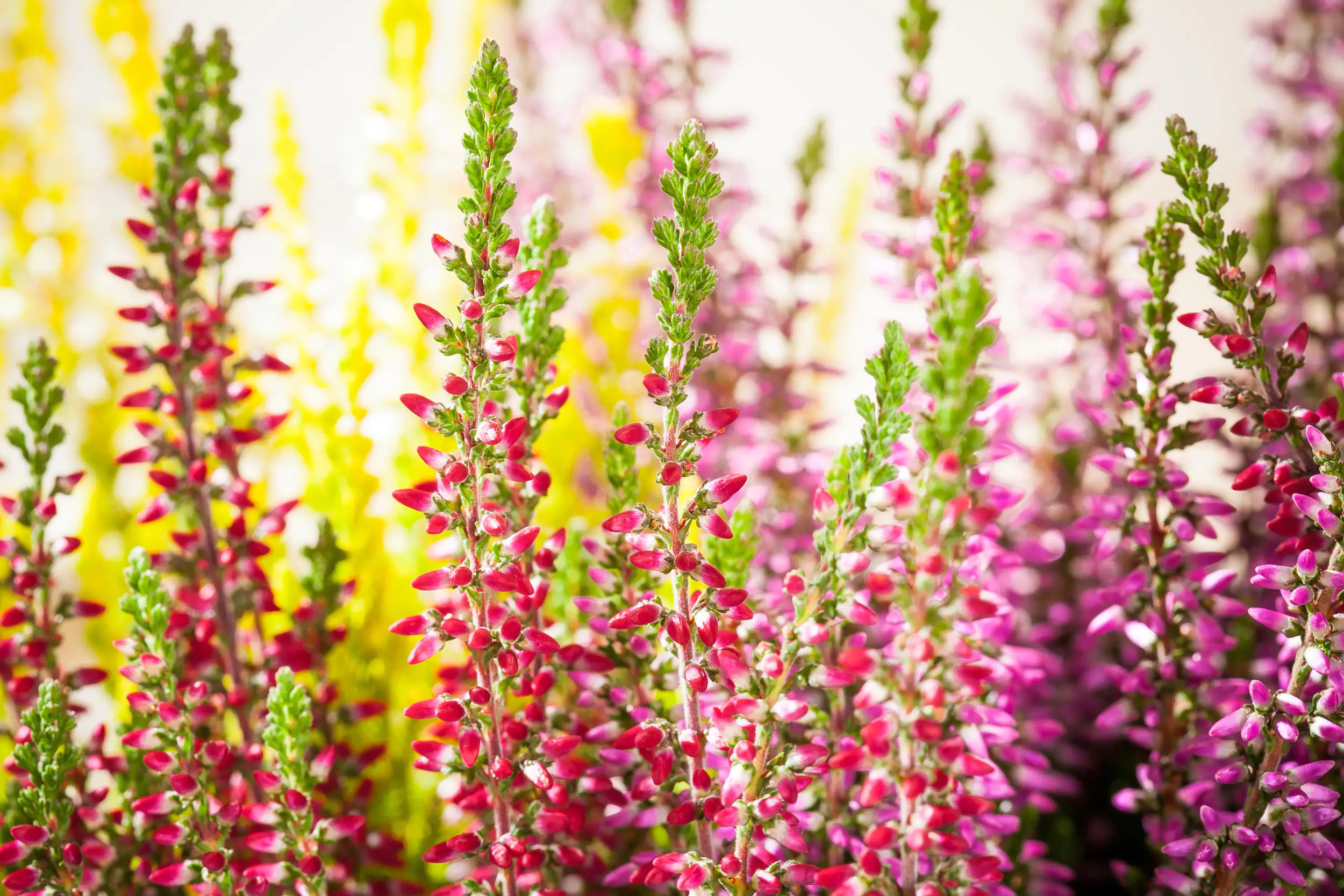 Calluna Garden Girls Twins 11 cm Topf