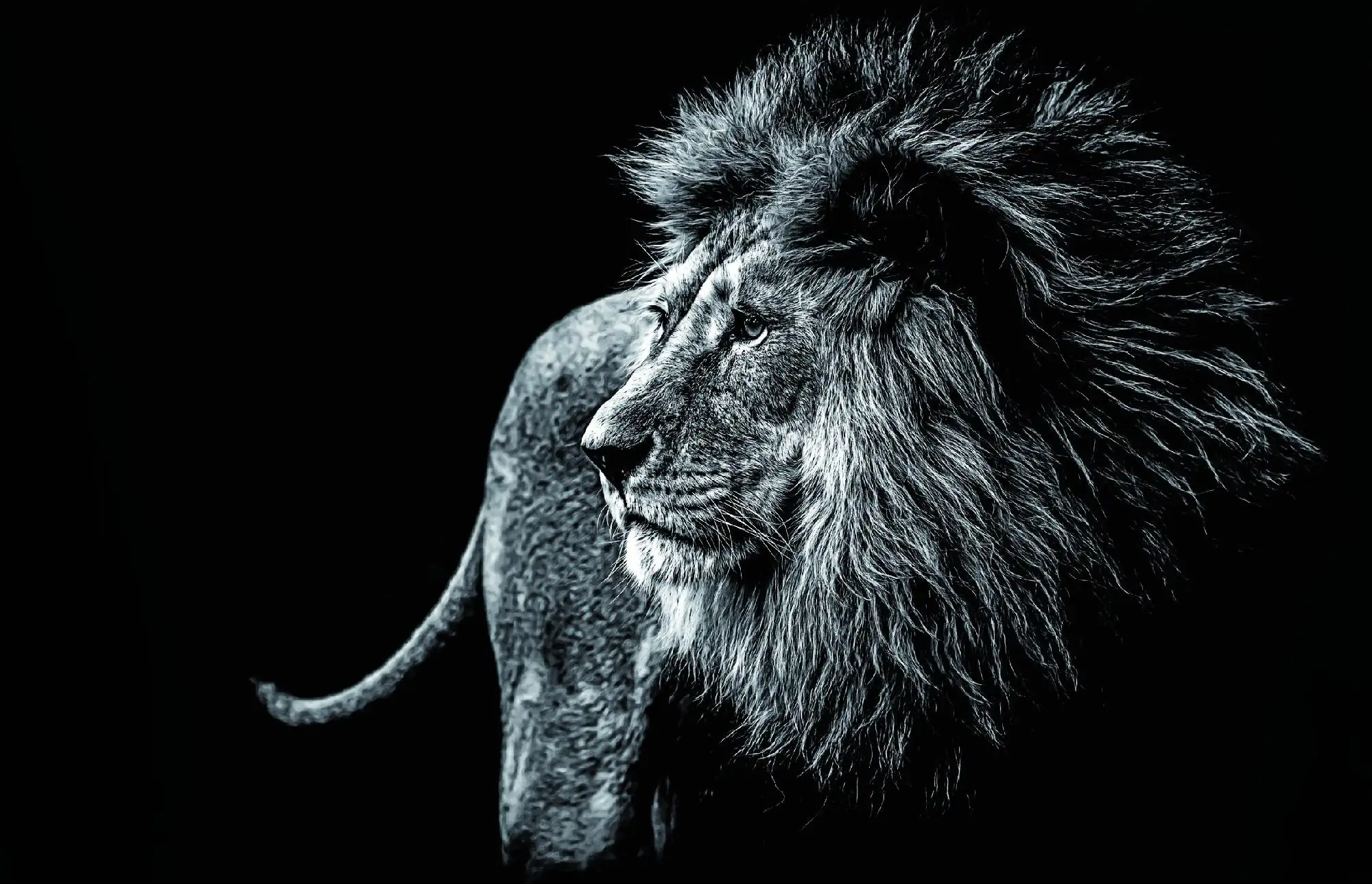 Deco-Block Bild - Löwe schwarz-weiß 90 x 58 cm Deco-Block Bild - Löwe schwarz-weiß 90 x 58 cm