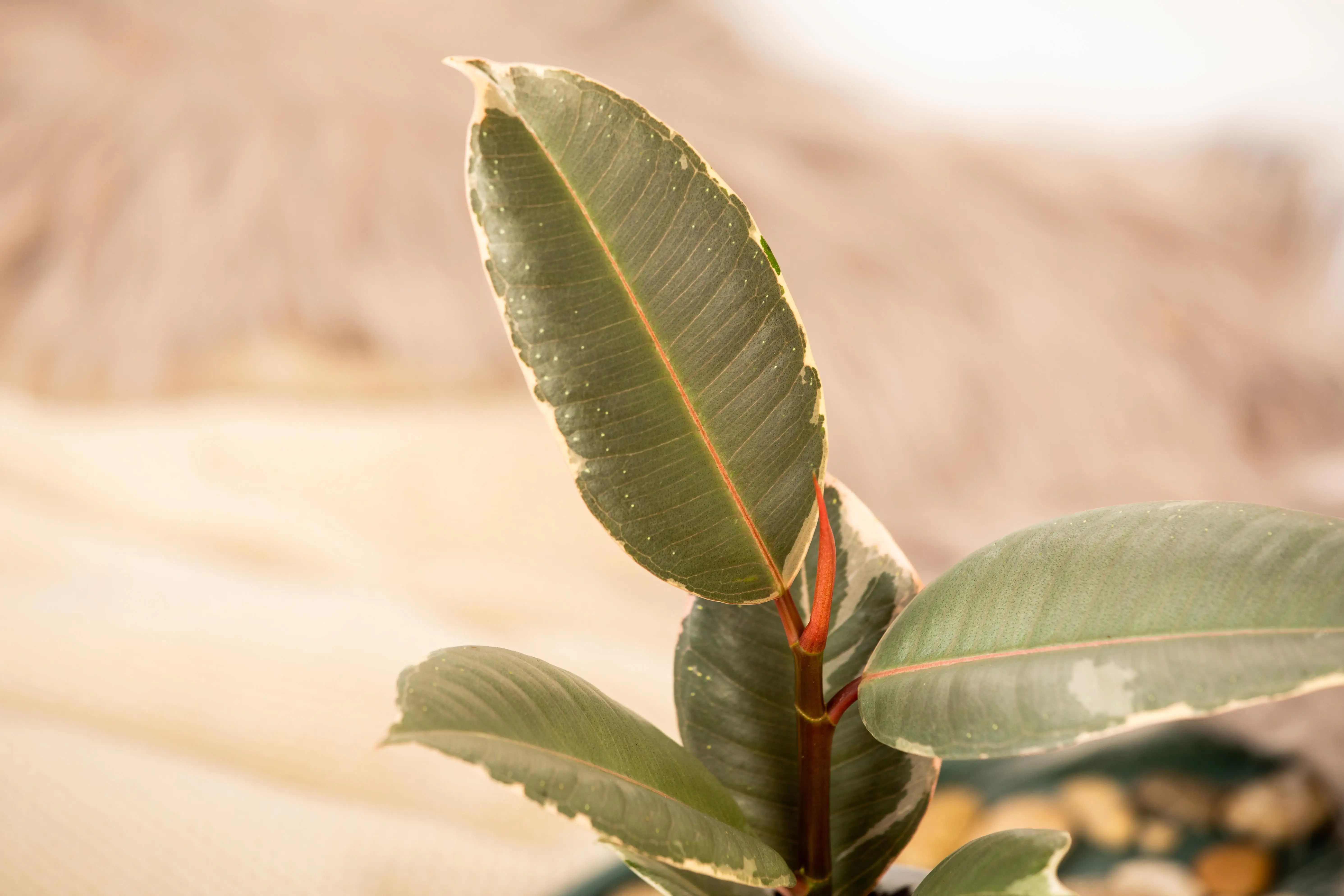 Gummibaum Ficus Elastica Tineke H ca. 50 cm 17 cm Topf