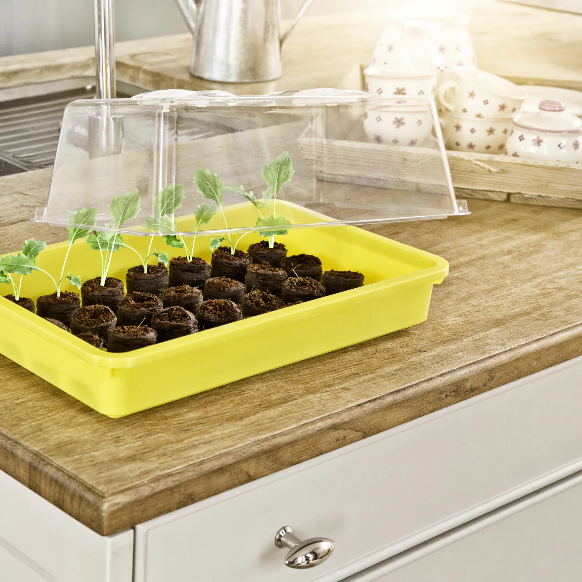 Windhager Haube für Aussaatschale 24 x 38 x 13 cm, transparent