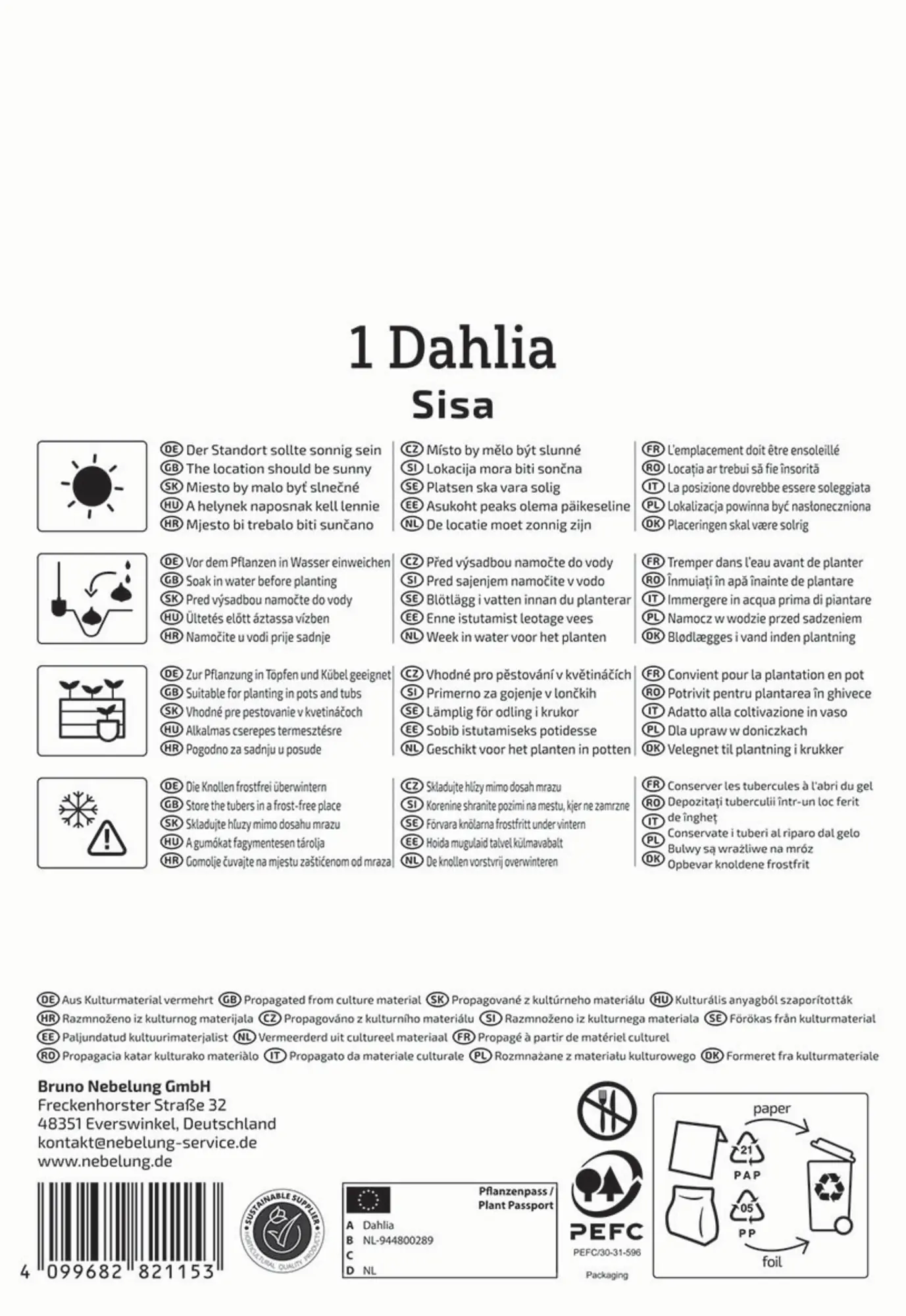 Kiepenkerl Frühjahrsblumenzwiebel Beet- & Kübel-Dahlie Sisa 1 Stück