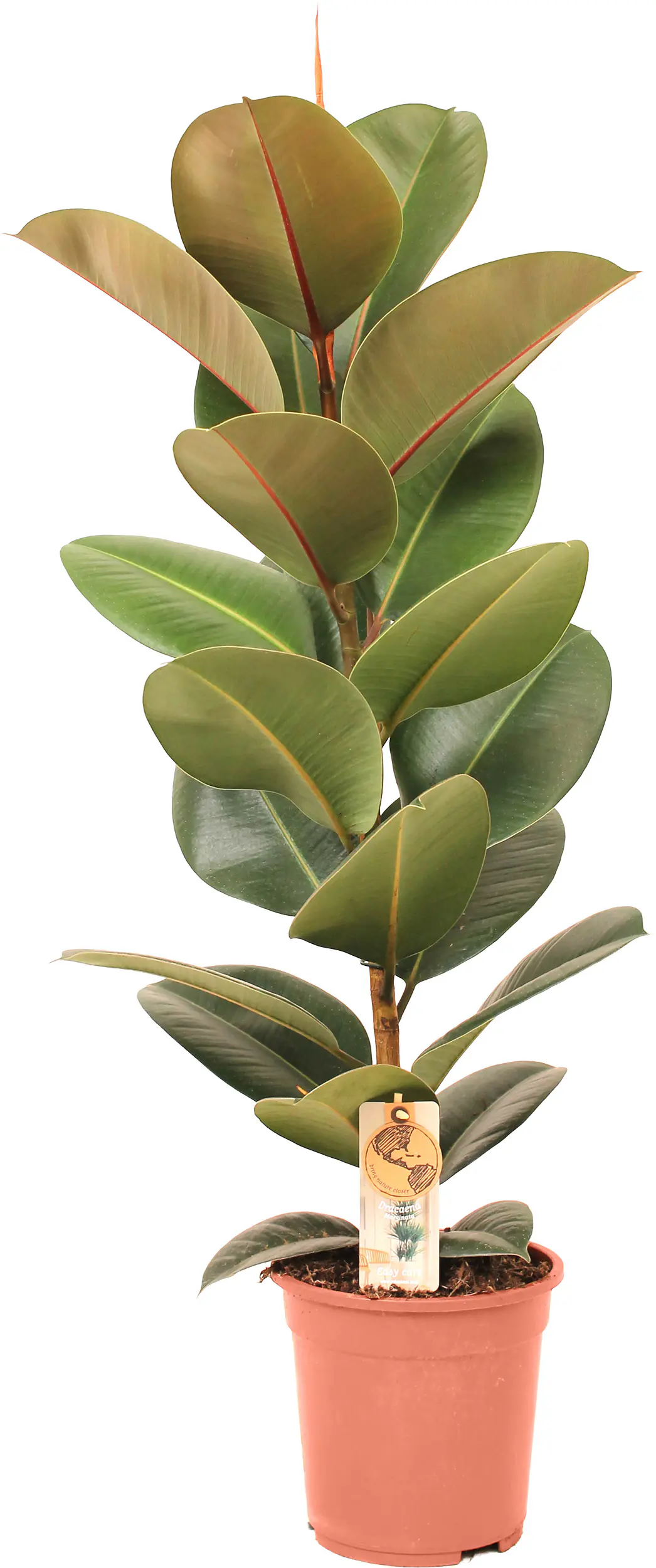 Grünpflanzen im 21 cm Topf, verschiedene Sorten