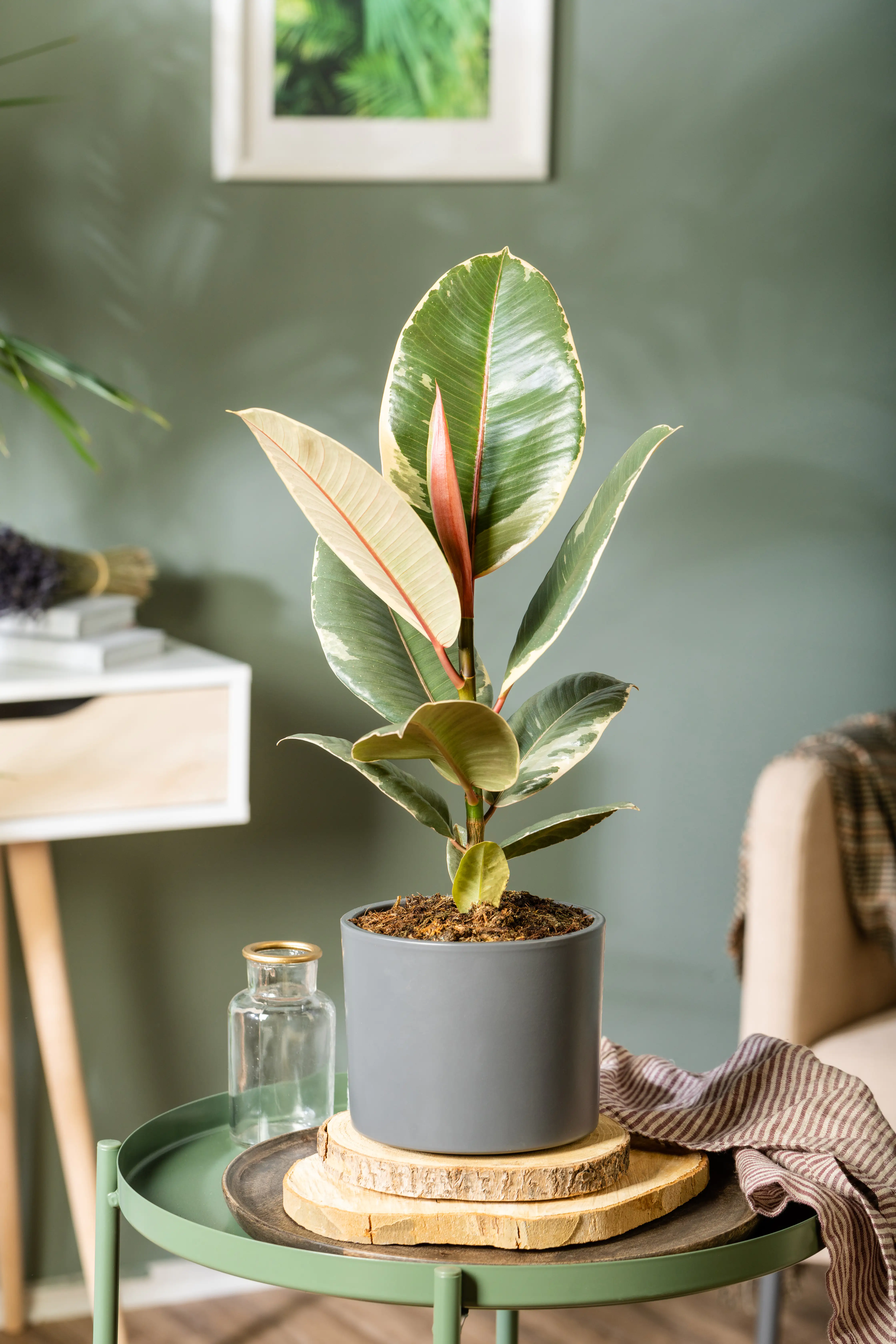 Gummibaum Ficus Elastica Tineke H ca. 50 cm 17 cm Topf