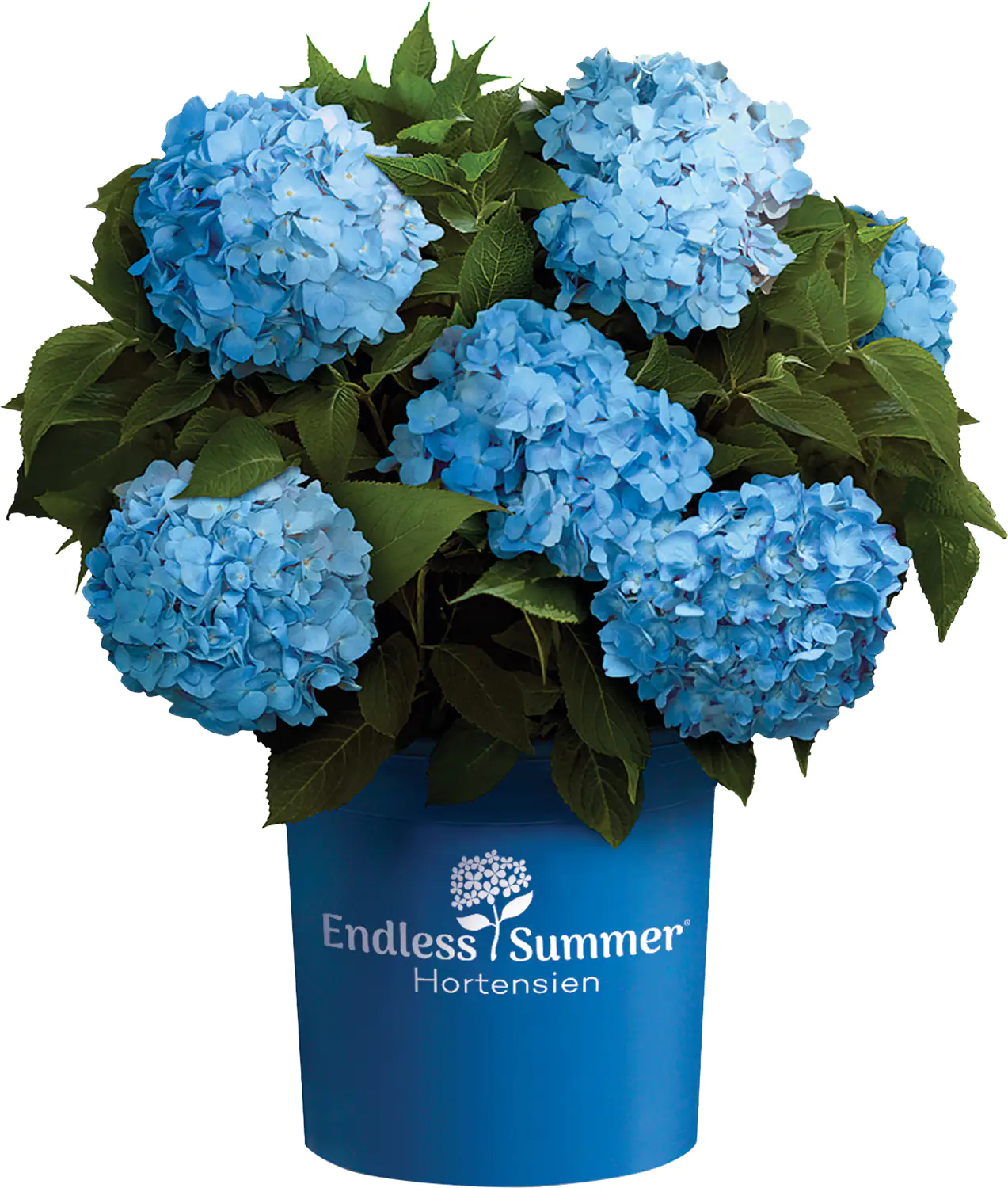 Bauernhortensie Endless Summer Hydrangea H  30 - 40 cm 5 L Container