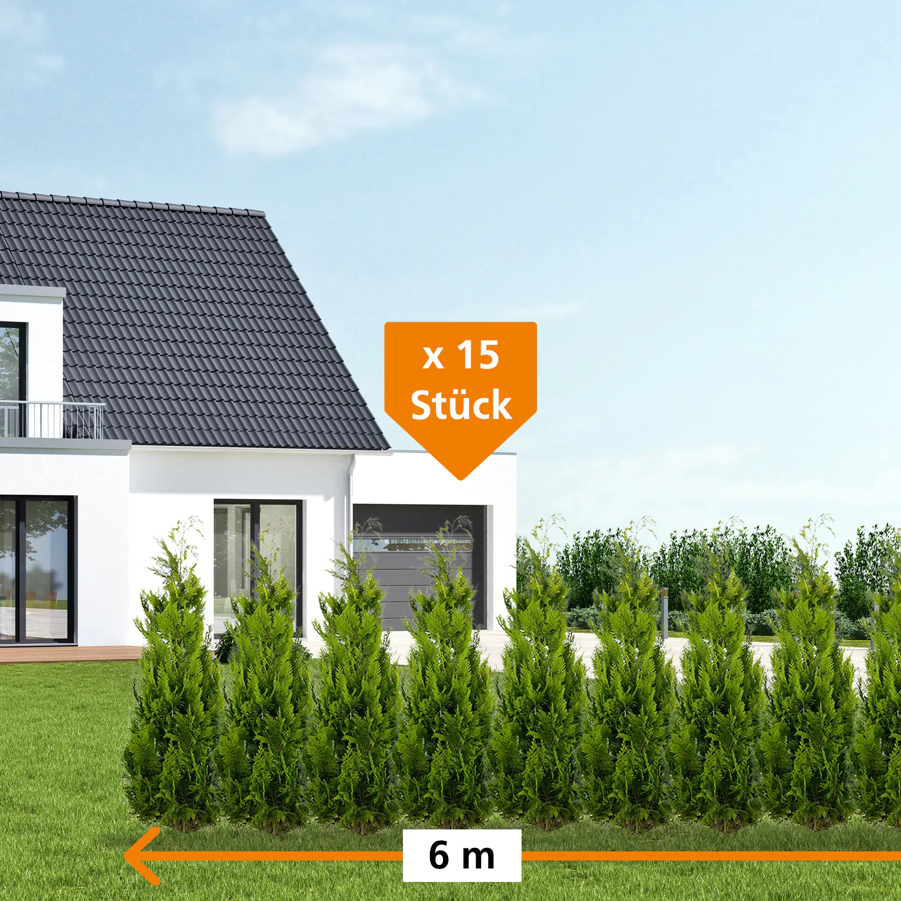 Gelbe Säulenzypresse Cham. law. Ivonne H 140 - 160 cm, 15 Stück