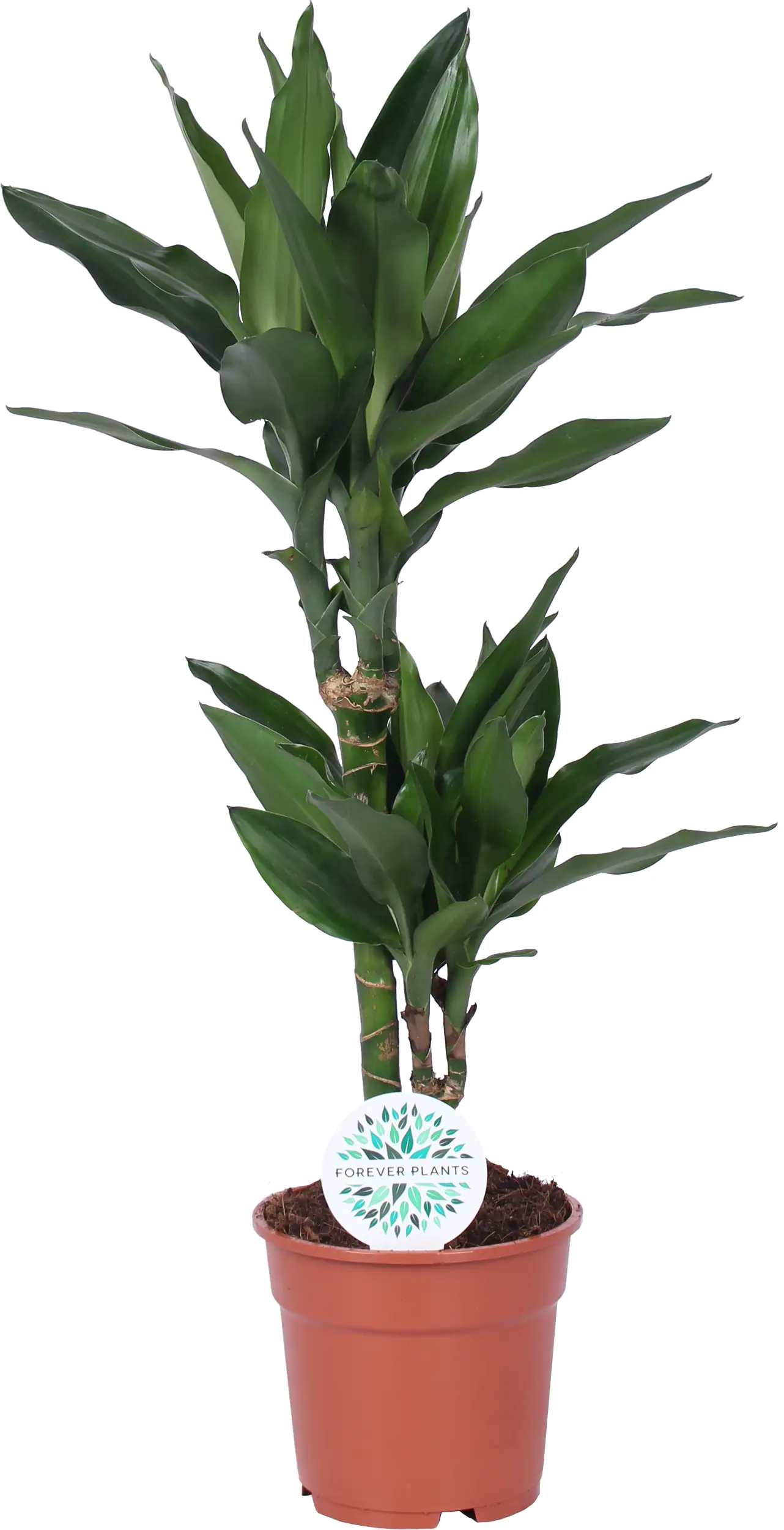 Grünpflanzenmix H ca 60 cm 17 cm Topf Grünpflanzenmix H ca 60 cm 17 cm Topf