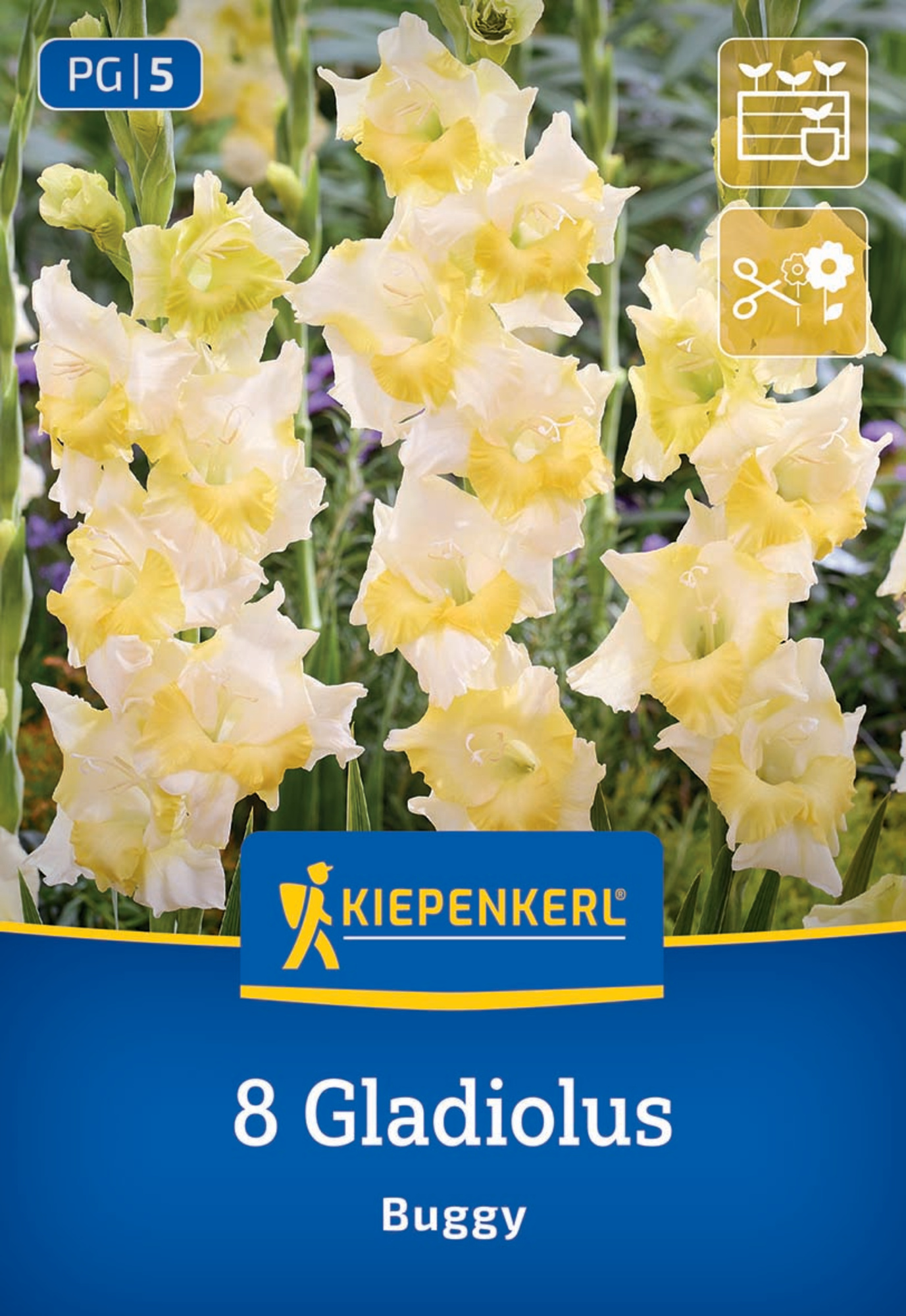 Kiepenkerl Frühjahrsblumenzwiebel Kleinblumige Gladiole Buggy 8 Stück