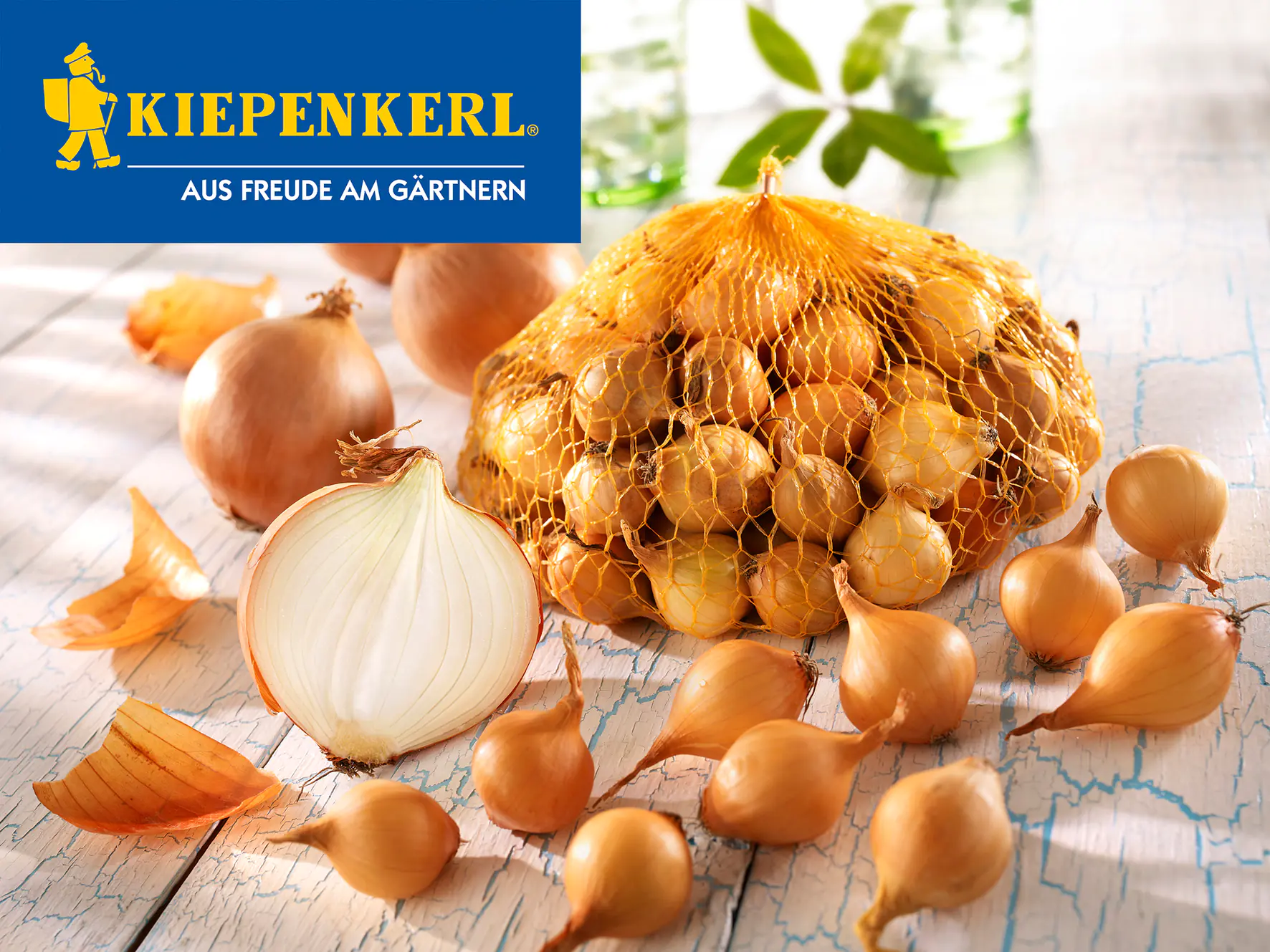 Kiepenkerl Pflanzzwiebeln Steckzwiebeln Stuttgarter Riesen Allium cepa, Inhalt: 500 g