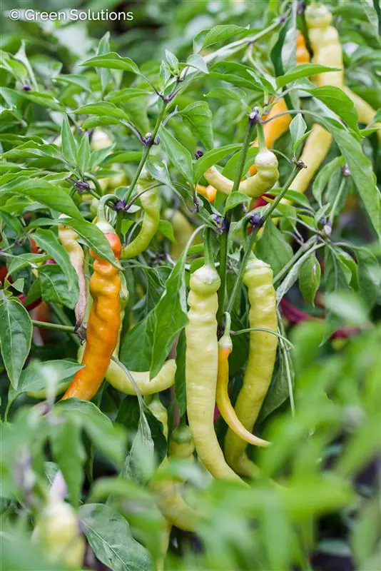 XXL Gemüsepflanzen Peperoni Capsicum annuum 17 cm Topf