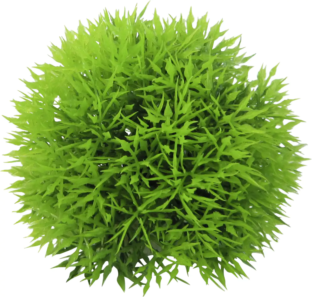 Orbit Aquapflanze Deluxe small Nr. 9 8 - 12 cm Orbit Aquapflanze Deluxe small Nr. 9 8 - 12 cm