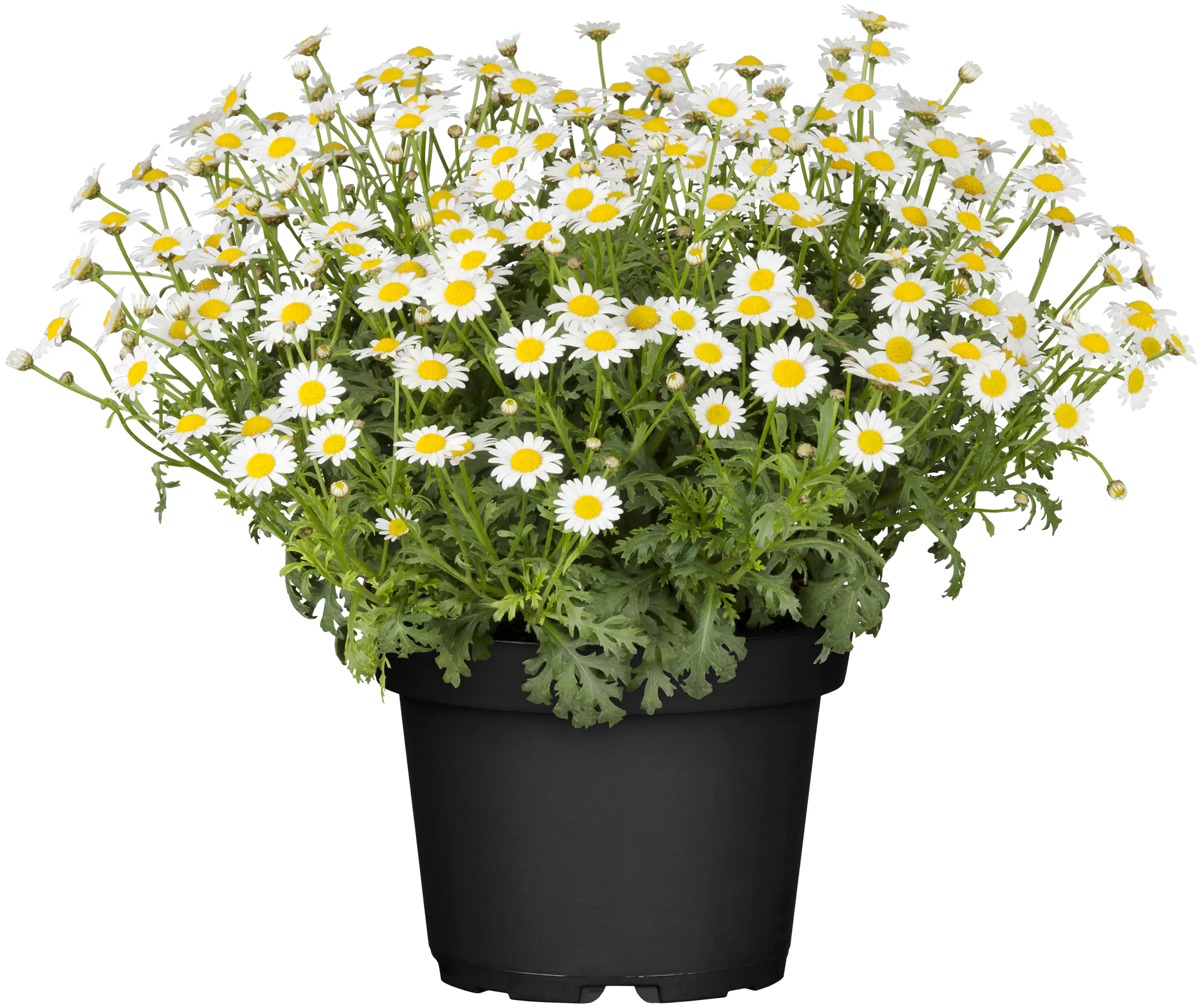 Margerite Argyranthemum weiß 10,5 cm Topf