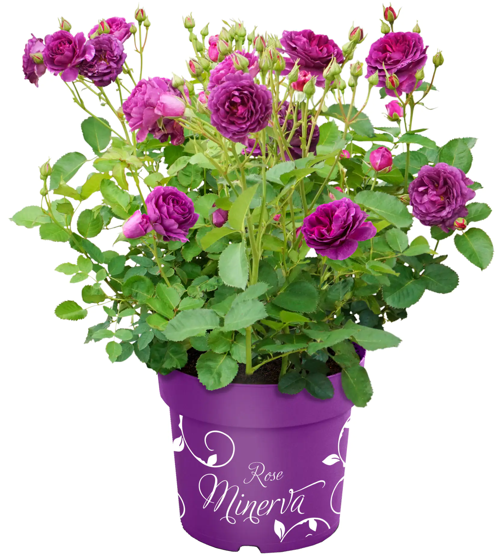 Rose Minerva Rosa H 40-60 cm 6L Container
