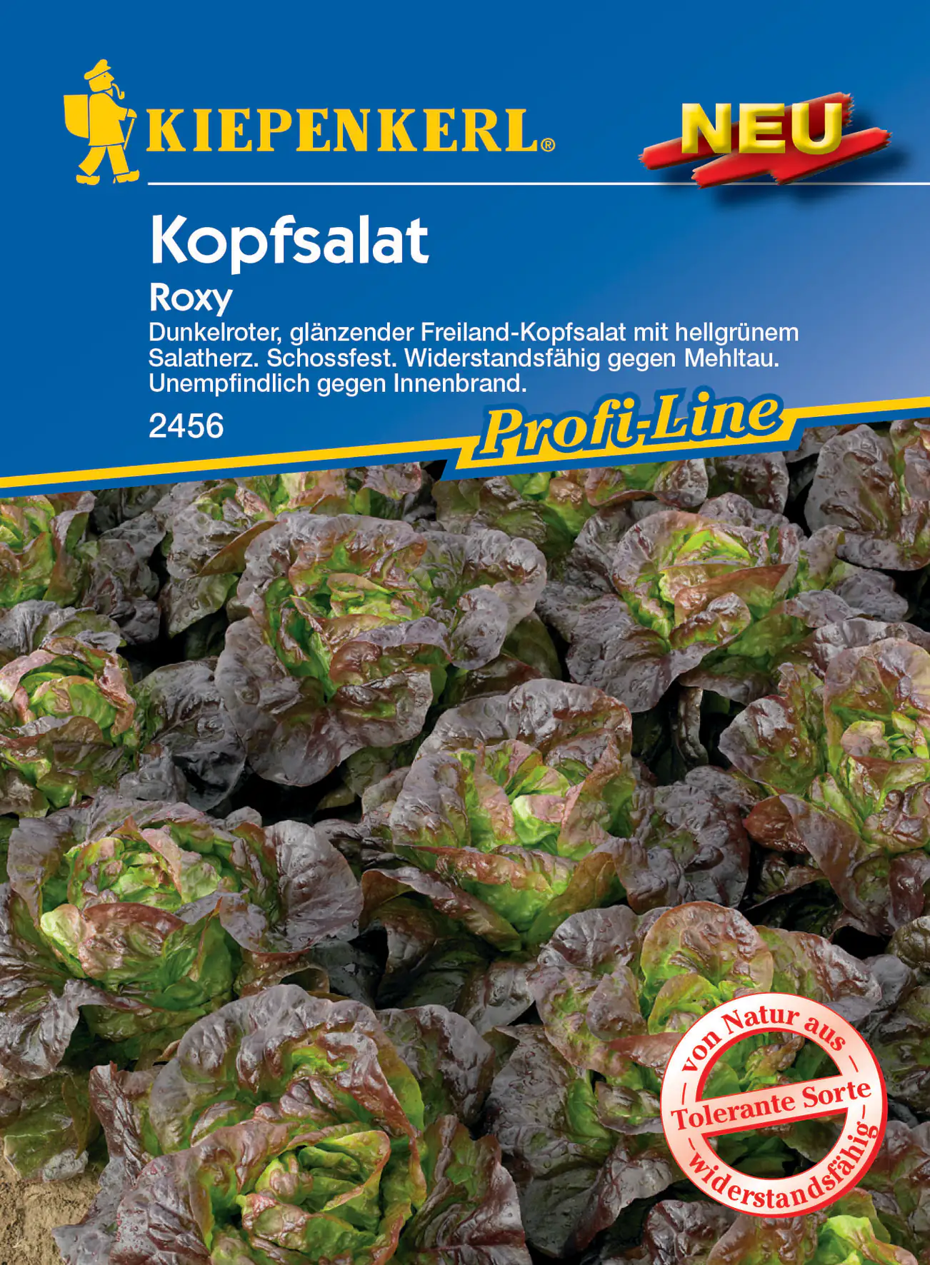 Kiepenkerl Kopfsalat Roxy Kiepenkerl Kopfsalat Roxy