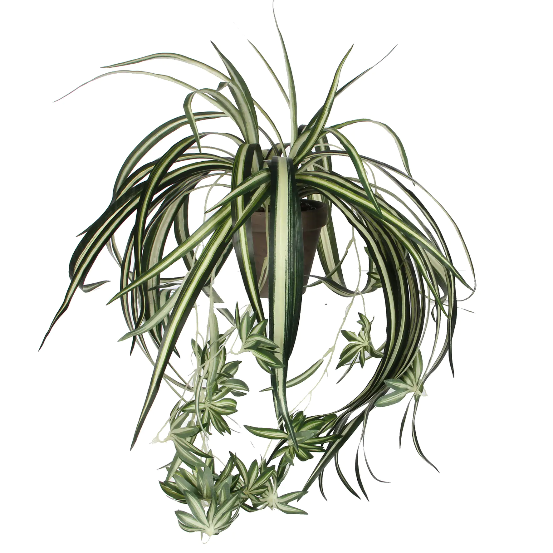 Mica Chlorophytum im Topf grün, 45 x 45 cm Mica Chlorophytum im Topf grün, 45 x 45 cm