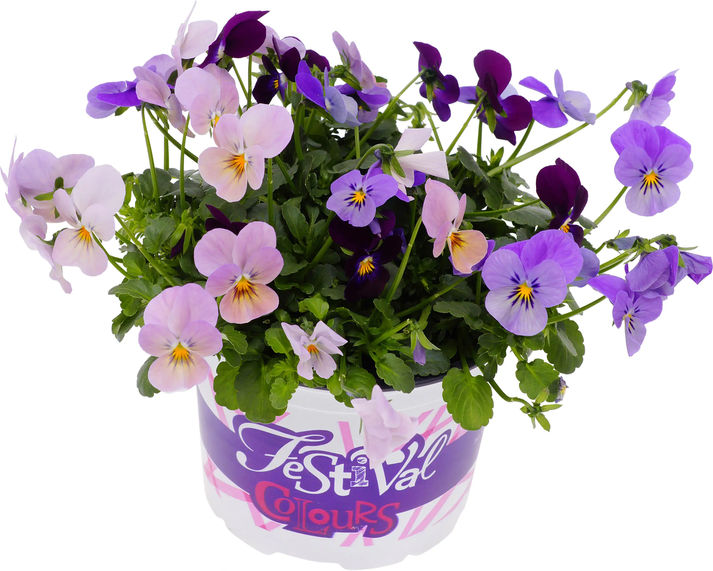 8717432342098_02 Hornveilchen Viola Cornuta Festival Colours H 17 cm 12 cm Topf