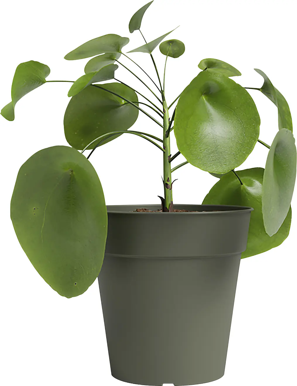 Artevasi Anzuchttopf Madagascar Kunststoff trockengrün Ø 40 x 39 cm 