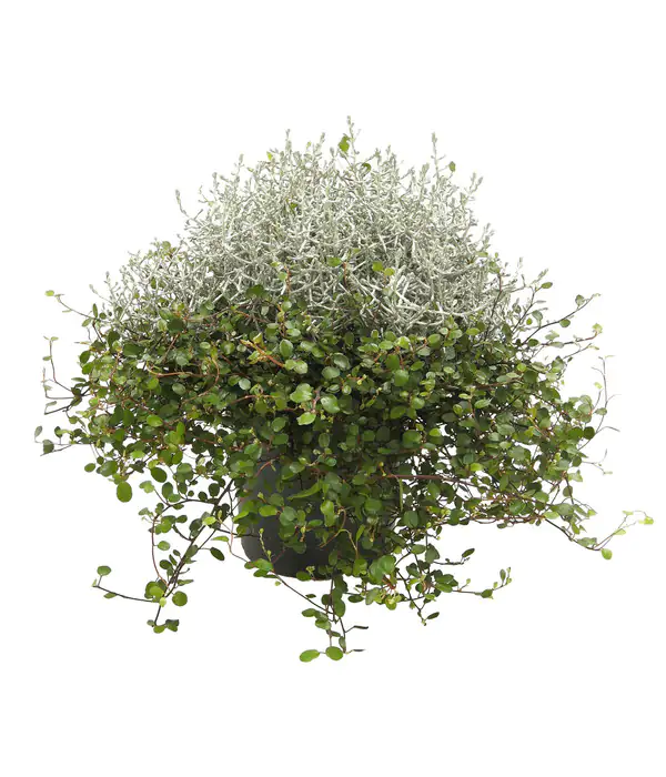 Drahtstrauch Mühlenbeckia und Calo 10,5 cm Topf