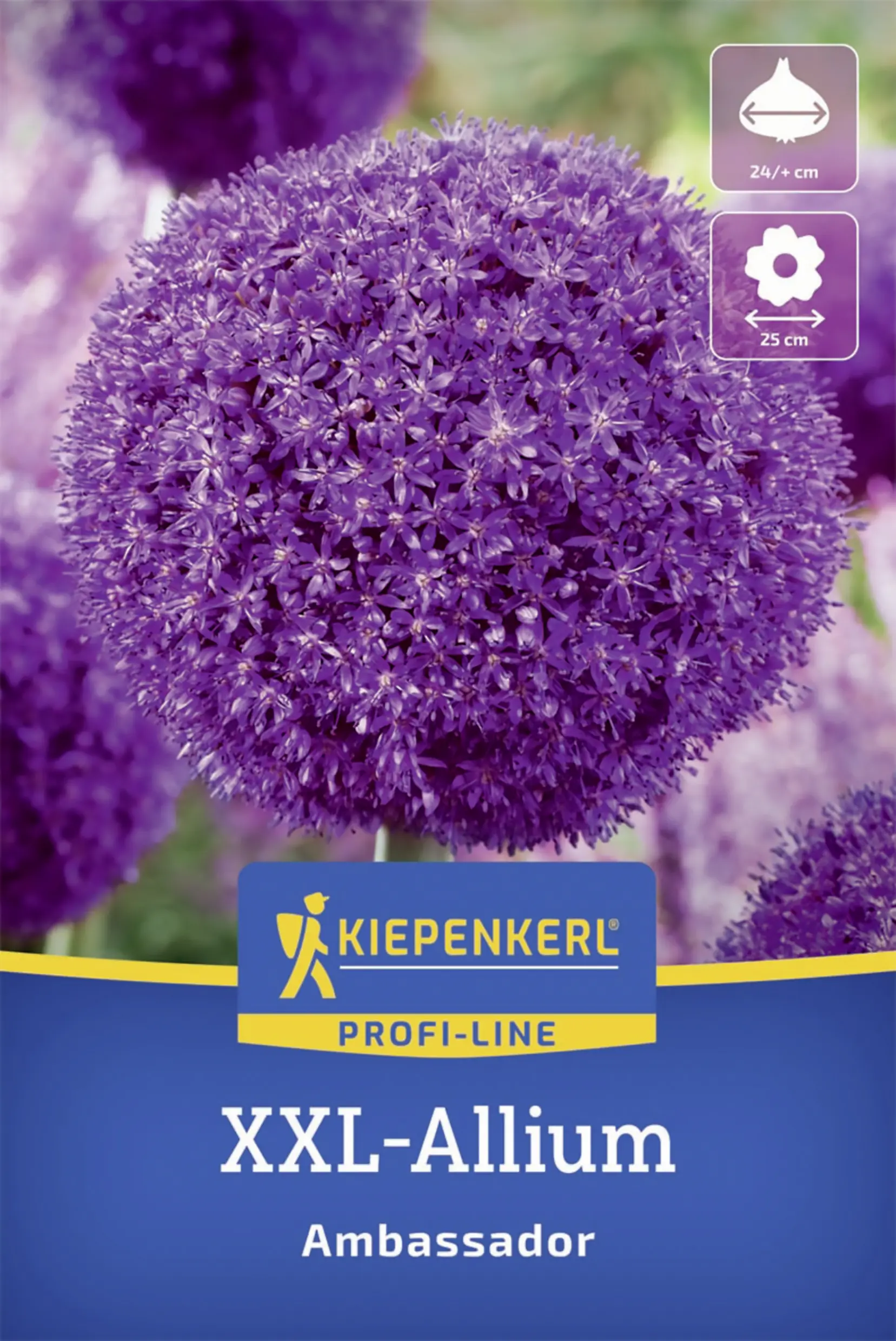 Kiepenkerl Zierlauch Ambassador lila 1 Stück