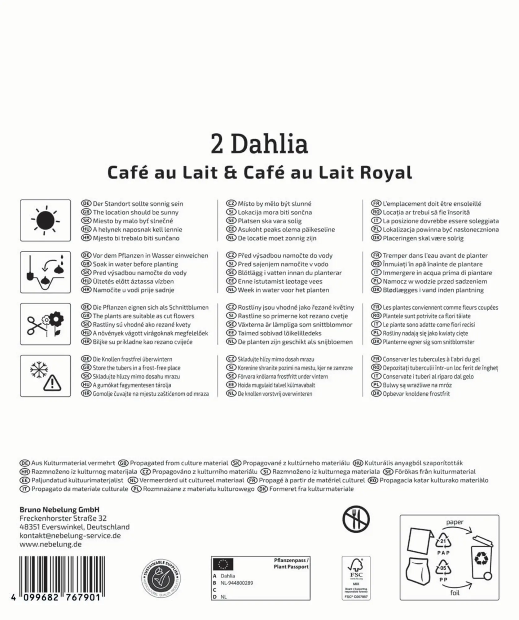 Kiepenkerl Frühjahrsblumenzwiebel Dahlien Duo Café au Lait & Café au Lait Royal 2 Stück