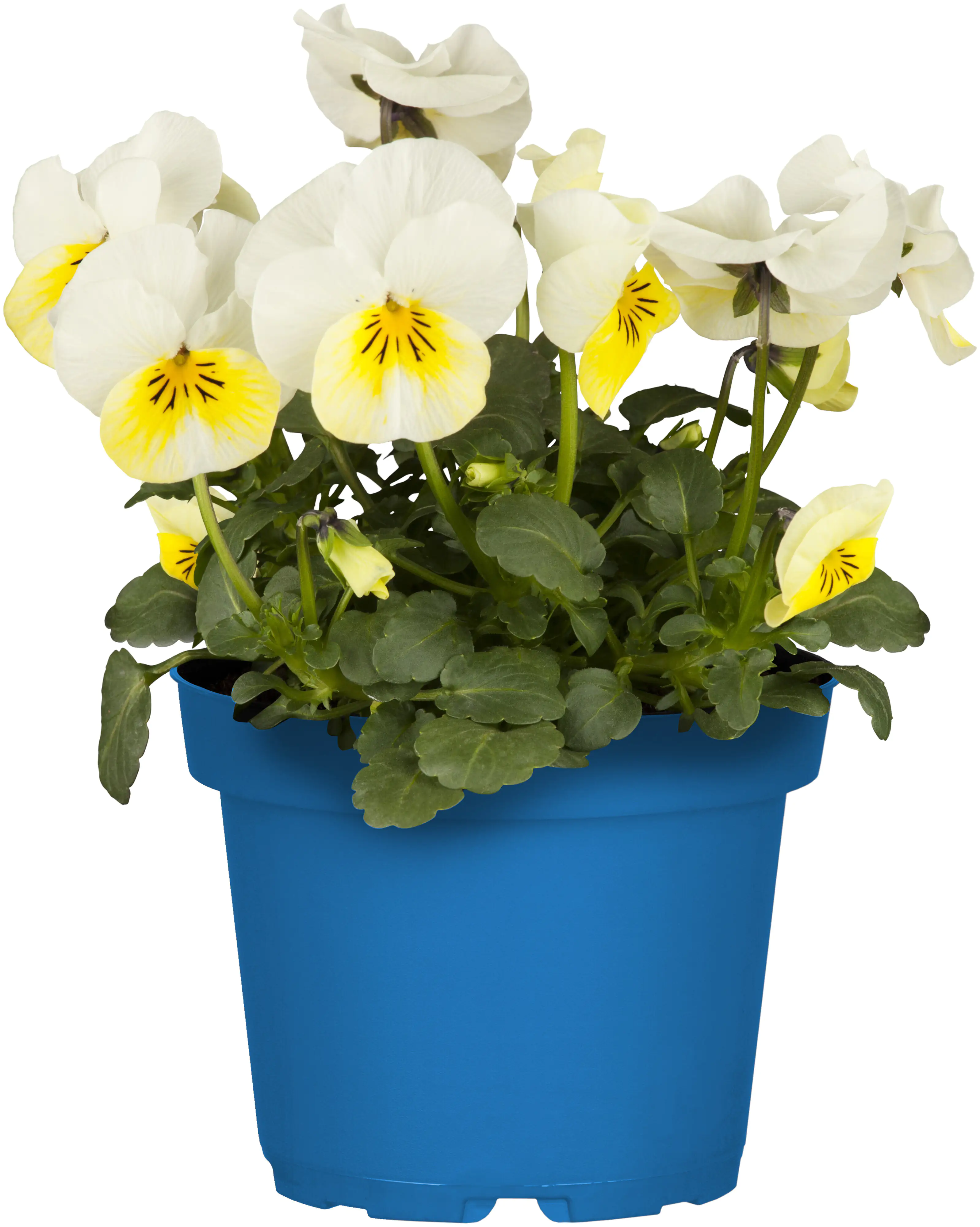 Bio Hornveilchen Viola Cornuta 10,5 cm Topf