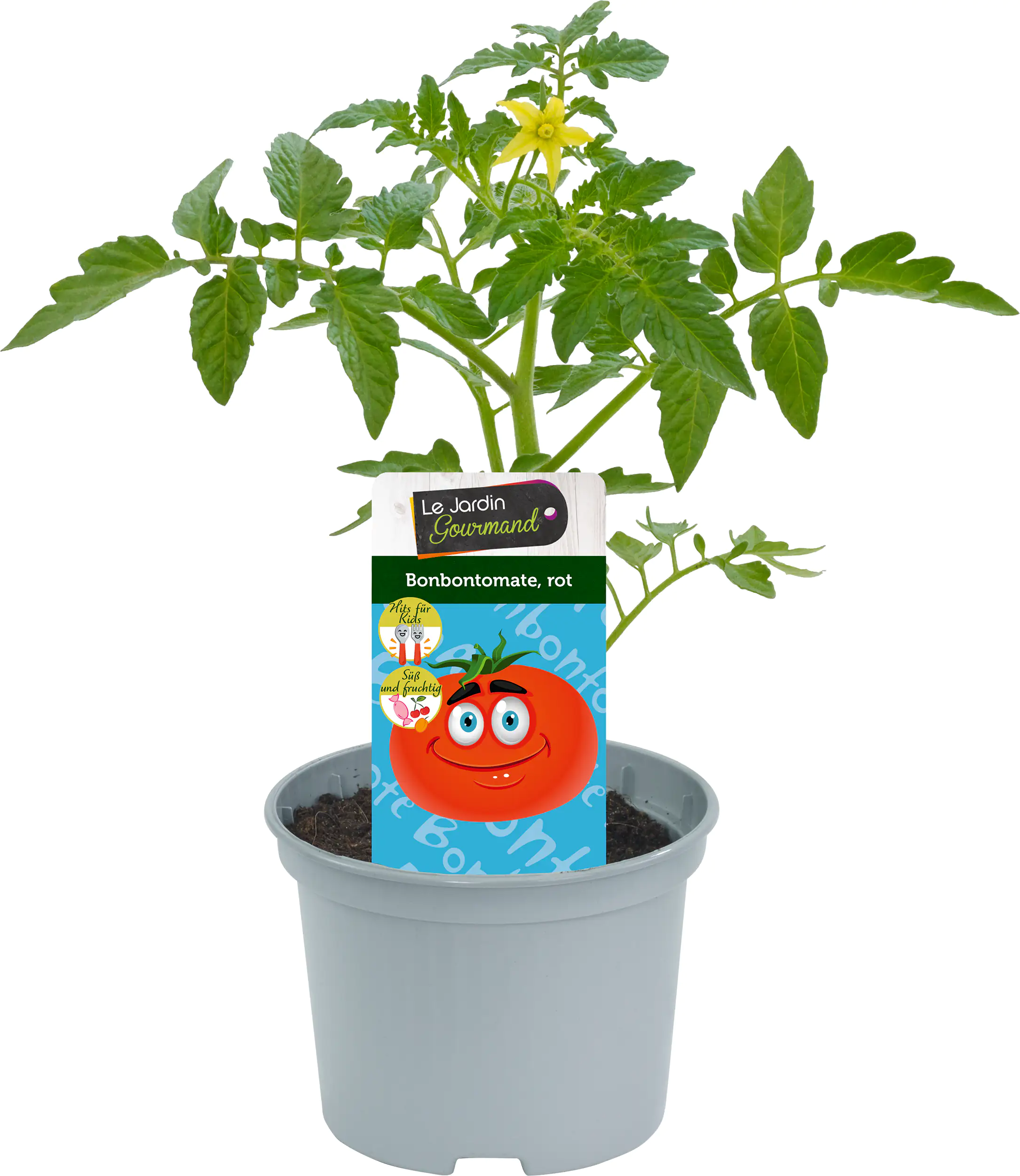 Gemüsepflanzen "Hits für Kids" Rote Bonbontomate 12 cm Topf
