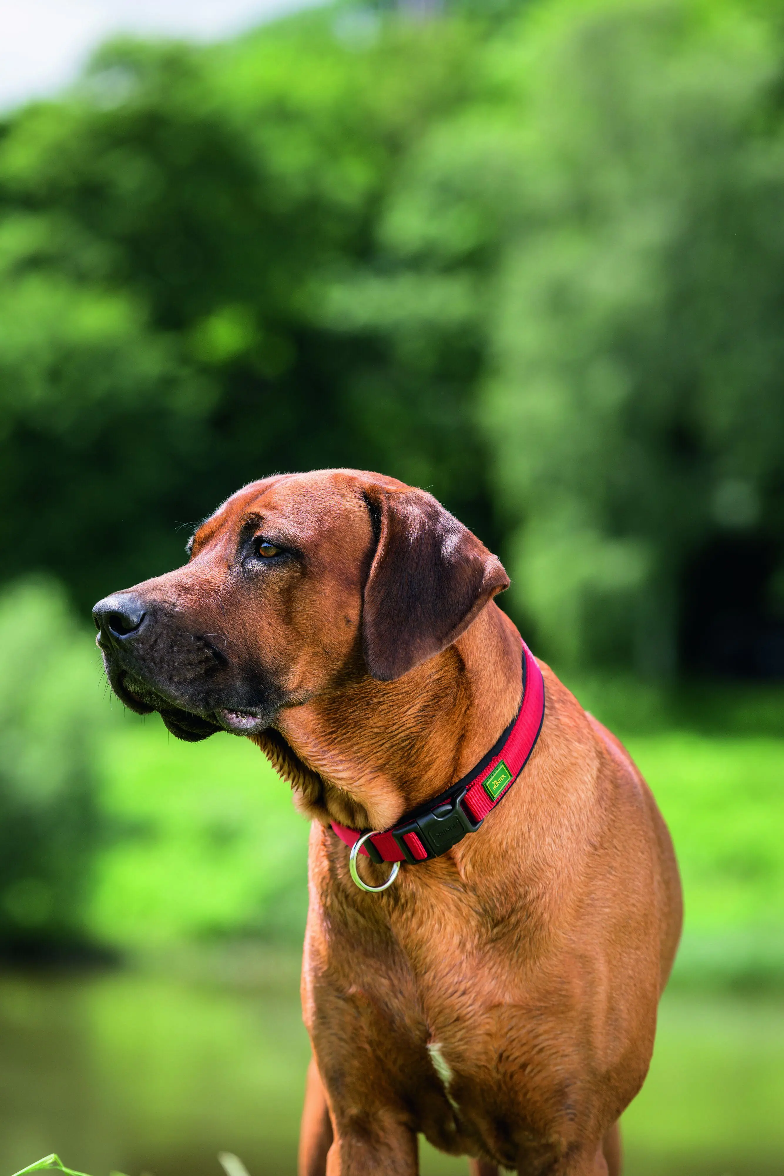 Hunter Hundehalsband Vario Plus M-L rot/schwarz
