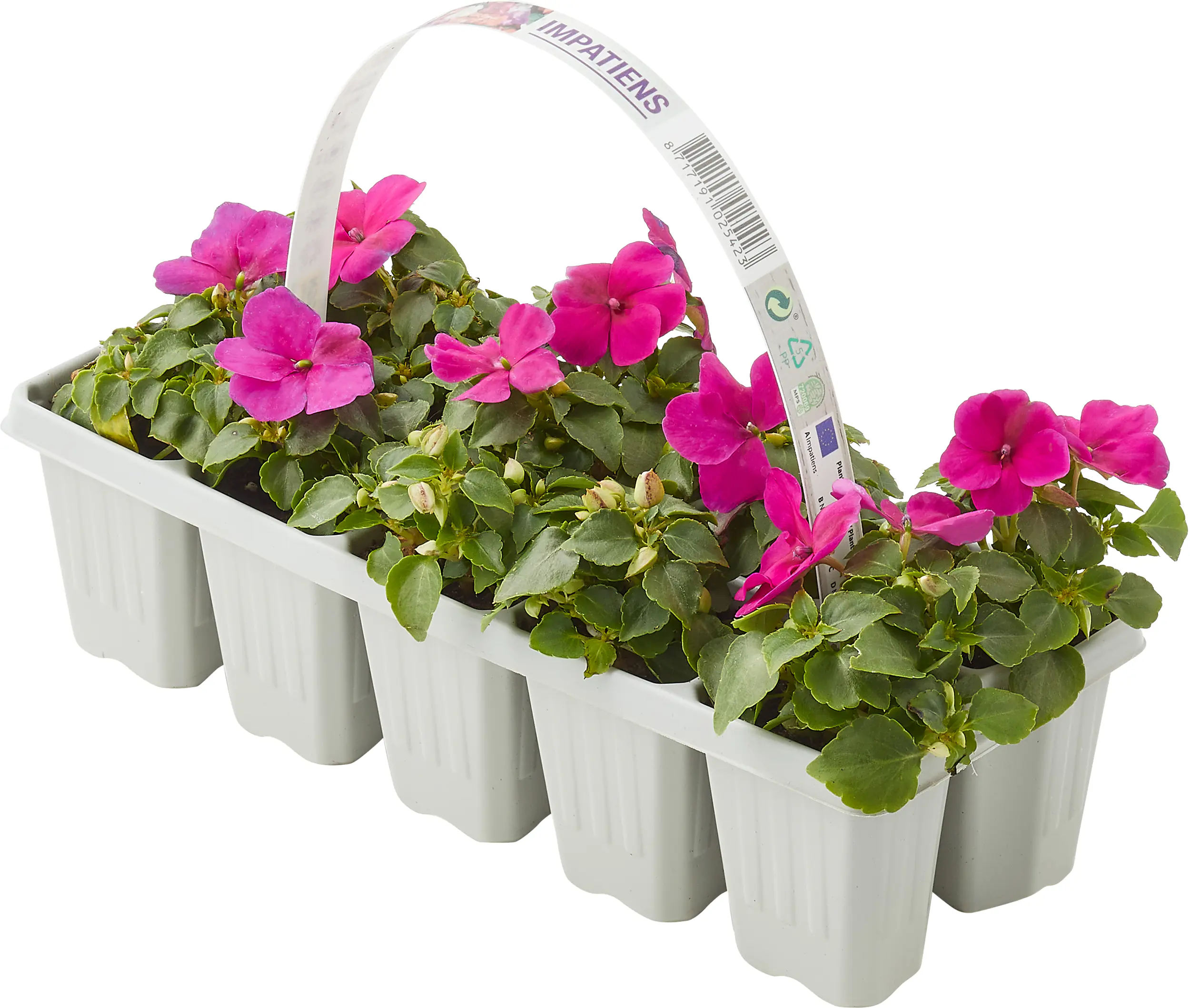 Beetpflanzen 10er Pack Fleissiges Lieschen Impatiens Walleriana H 10 cm