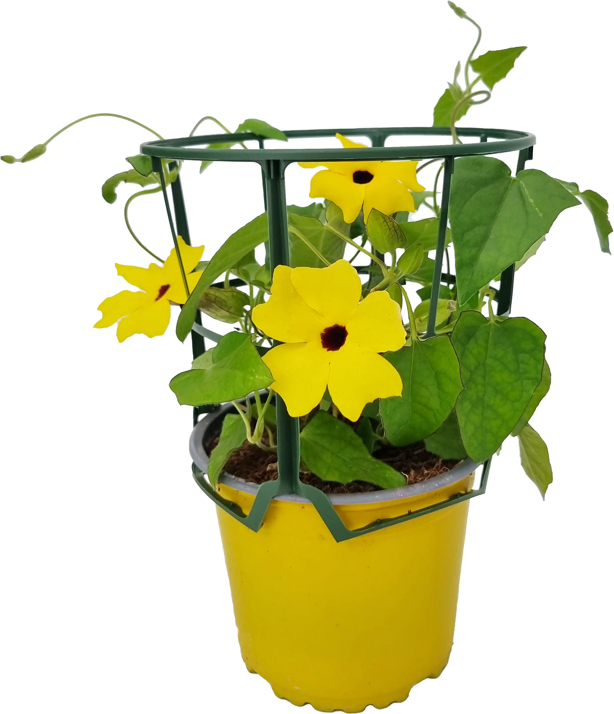 Thunbergia alata Schwarzäugige Susanne im 13 cm Topf