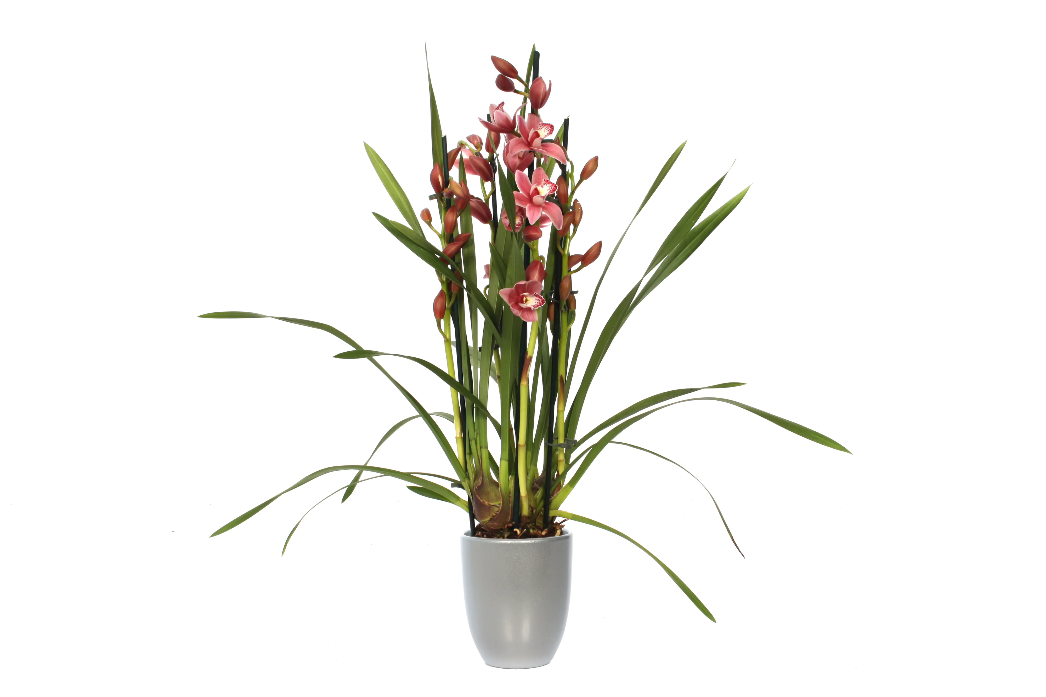 Orchidee, Cymbidium im Hugo X-Mas 12 cm Keramiktopf