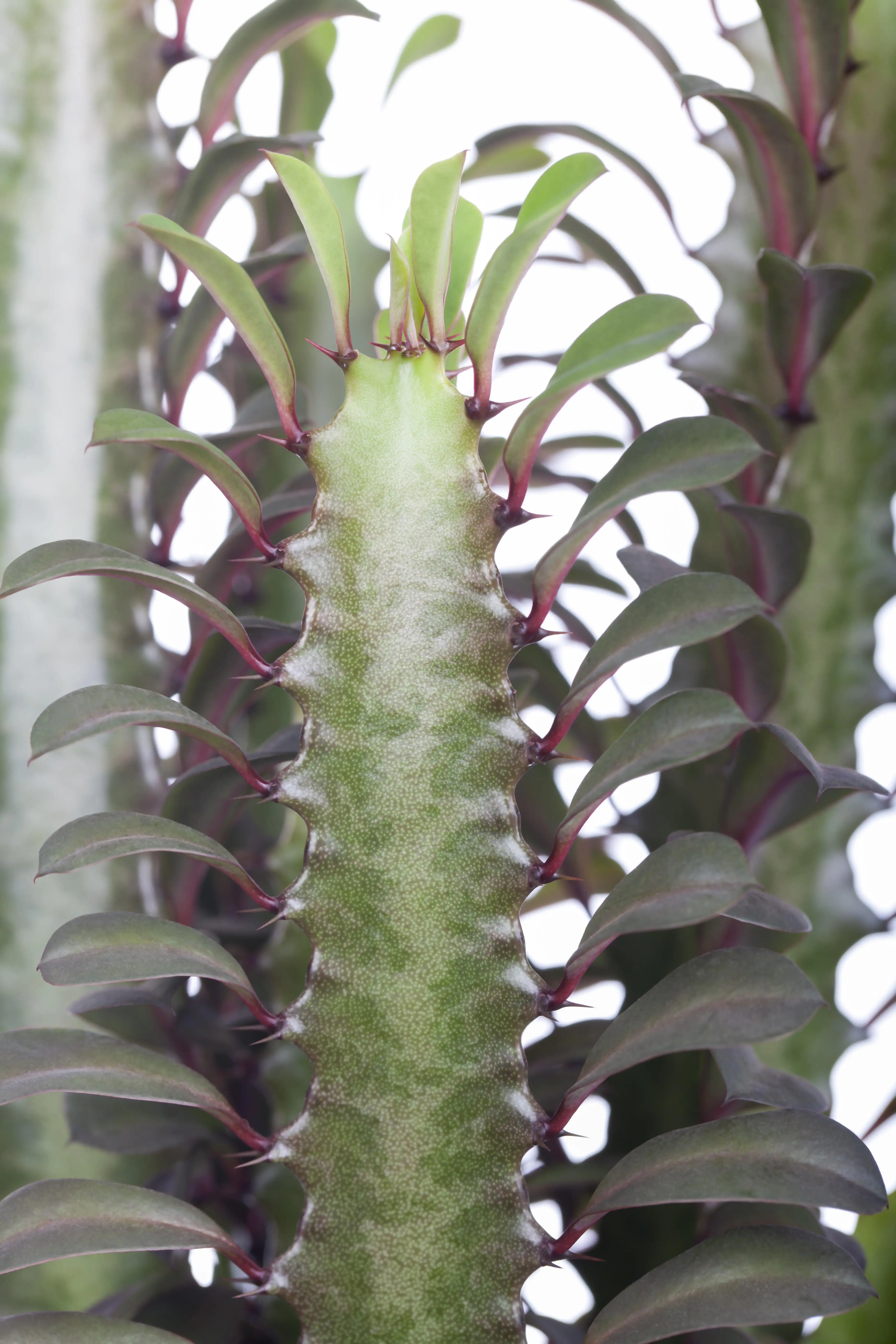 8717929474677_2 Wolfsmilchkaktus Trigona Rubra H ca. 60 cm 17 cm Topf