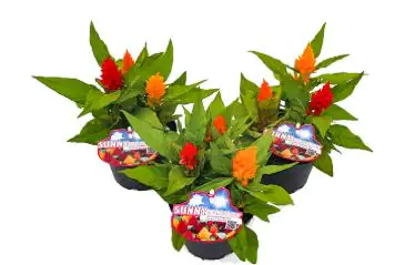 Celosia plumosa Trio rot-gelb-orange 13cm Topf