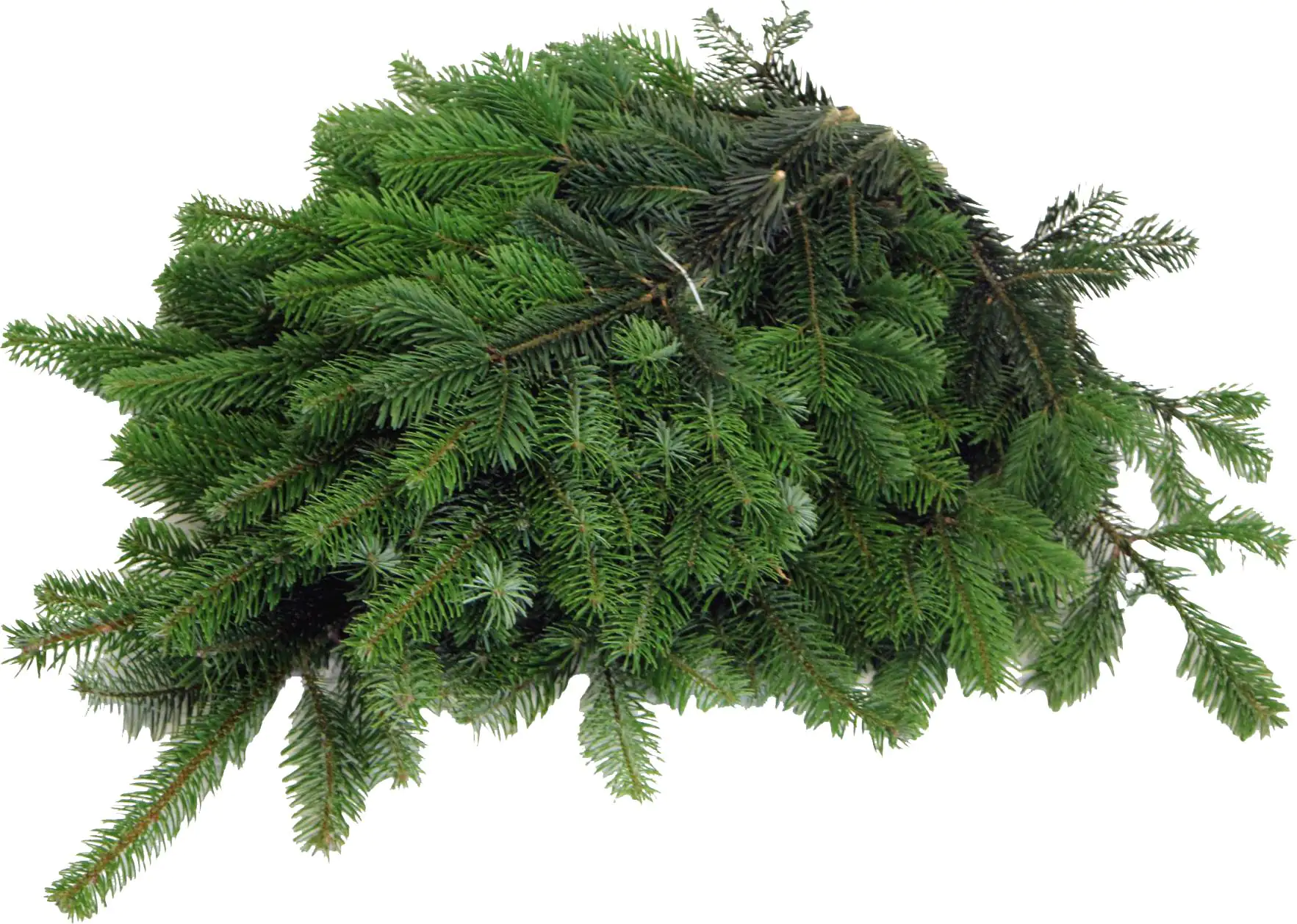 Nordmanntannen Schnittgrün ca 2,5 kg