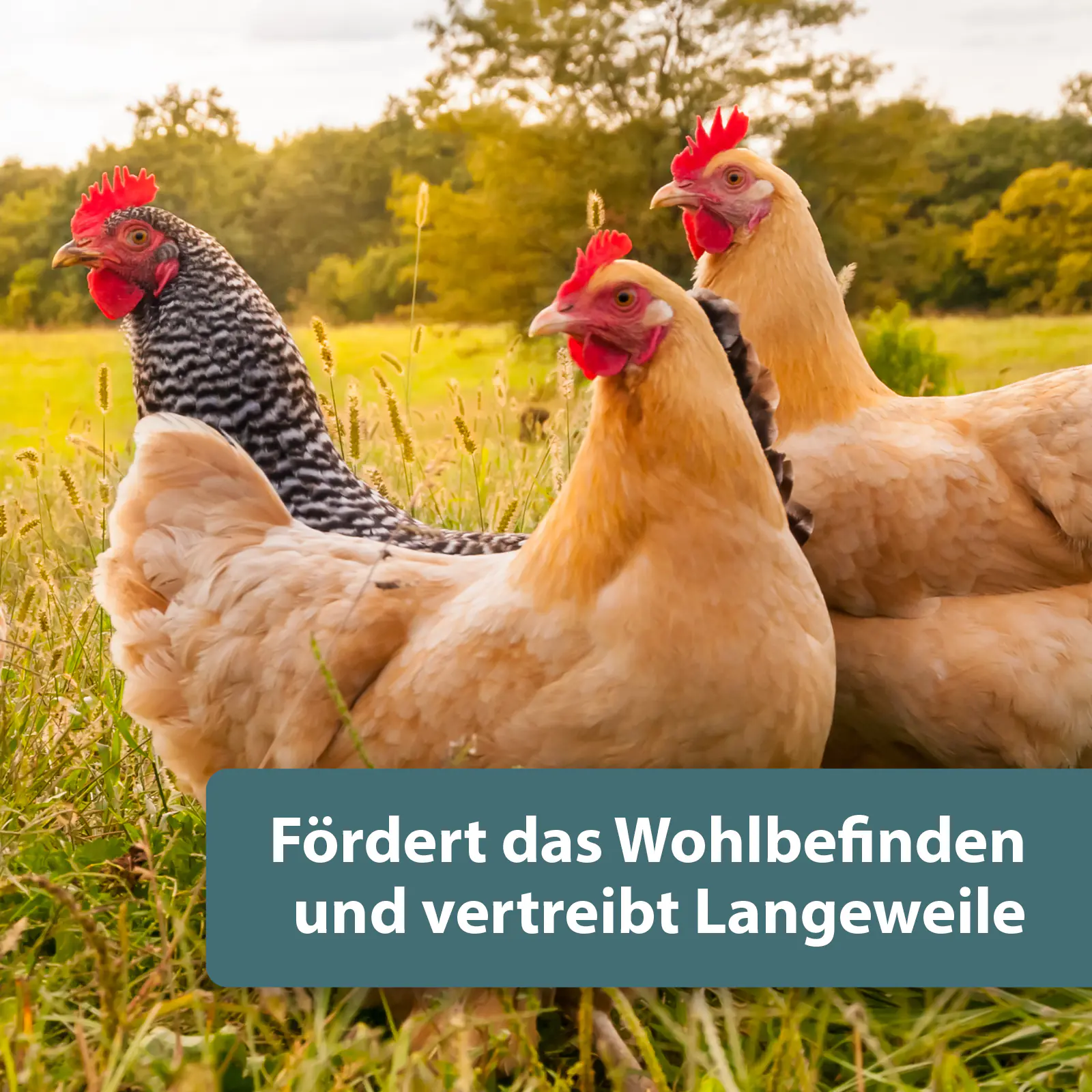 Quiko Hobbyfarming Mini Popcorn für Hühner und Geflügel 500 g