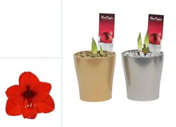 Amaryllis Hippeastrum rot 2 Knospen Topf Amy Weihnachten 12 cm