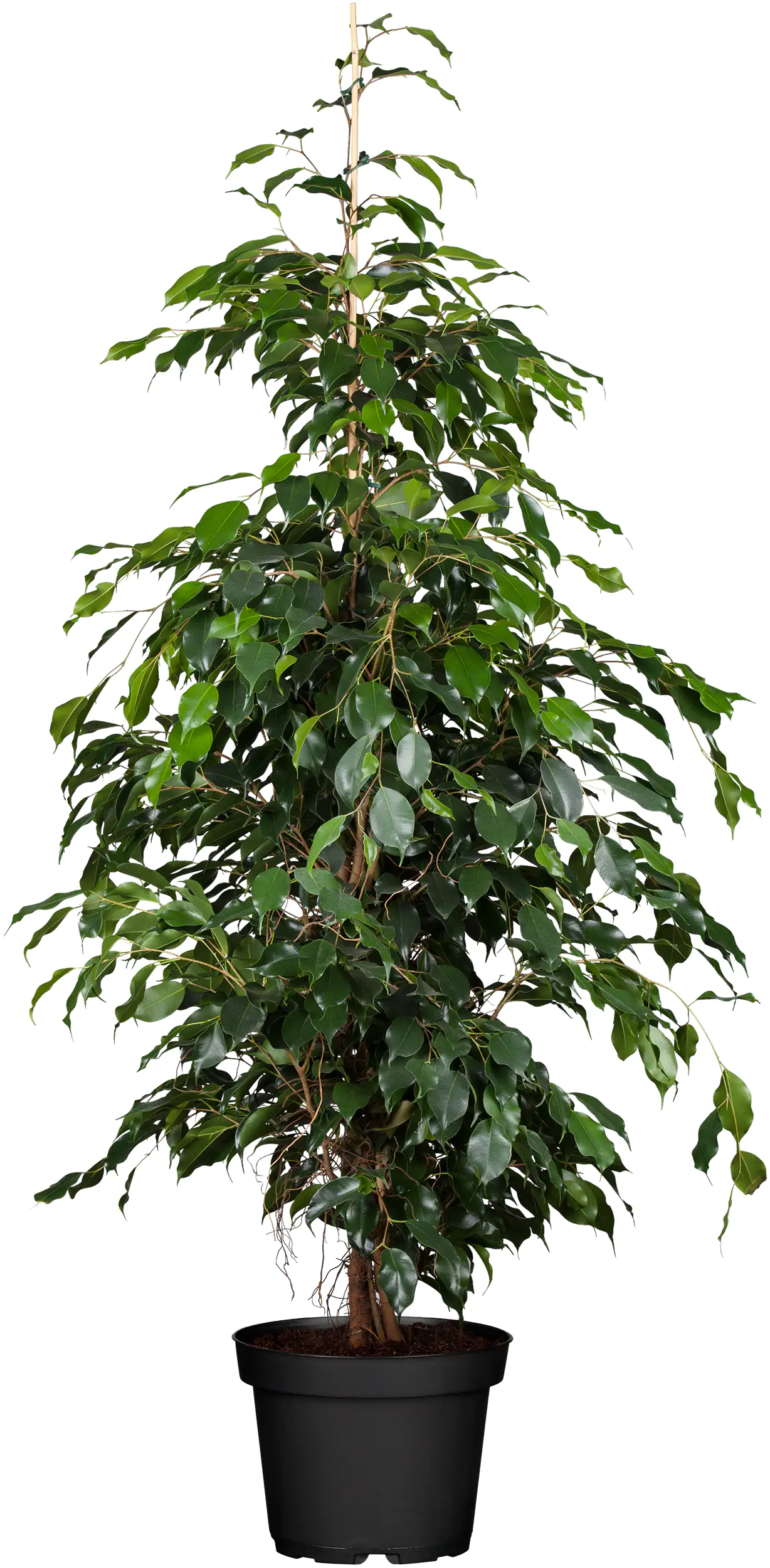 Birkenfeige Ficus Benjamina H ca. 95 cm 21 cm Topf