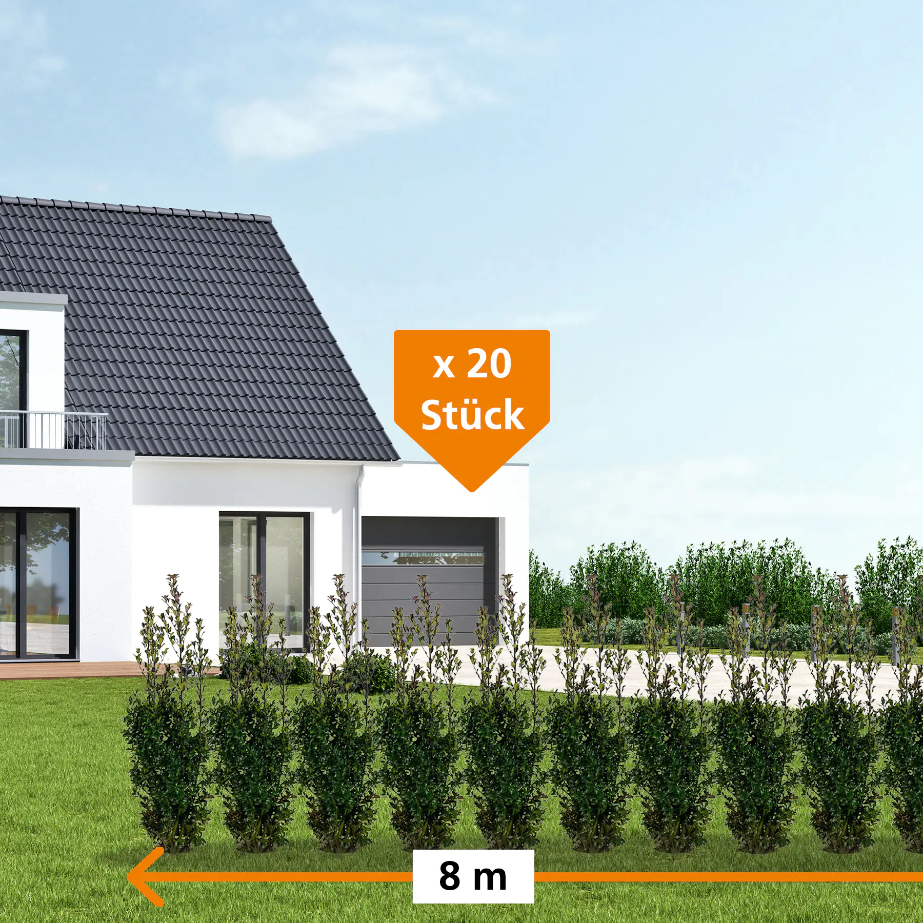 Stechpalme Ilex merservae Heckenstar H 100 - 120 cm, 20 Stück