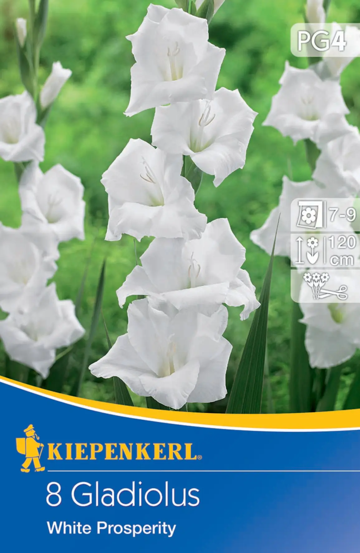 Kiepenkerl Großblumige Gladiole White Prosperity Kiepenkerl Großblumige Gladiole White Prosperity